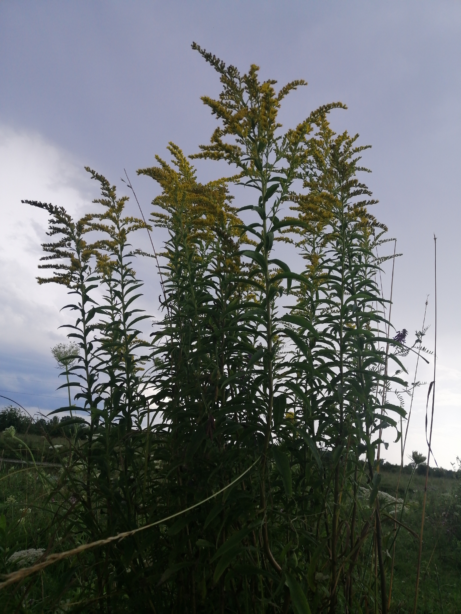 A low-angle, full shot captures a cluster of tall, green plants with yellow flower tops against a cloudy, pale blue sky. The plants, likely goldenrod, dominate the frame, with their slender stems and lance-shaped leaves. In the background, a hazy landscape of rolling hills and vegetation suggests an outdoor, rural setting. The scene appears to be situated in the vicinity of Krasnoluka, Ukraine. The lighting is diffused, indicating overcast conditions, and there are no discernible people or man-made structures within the frame.