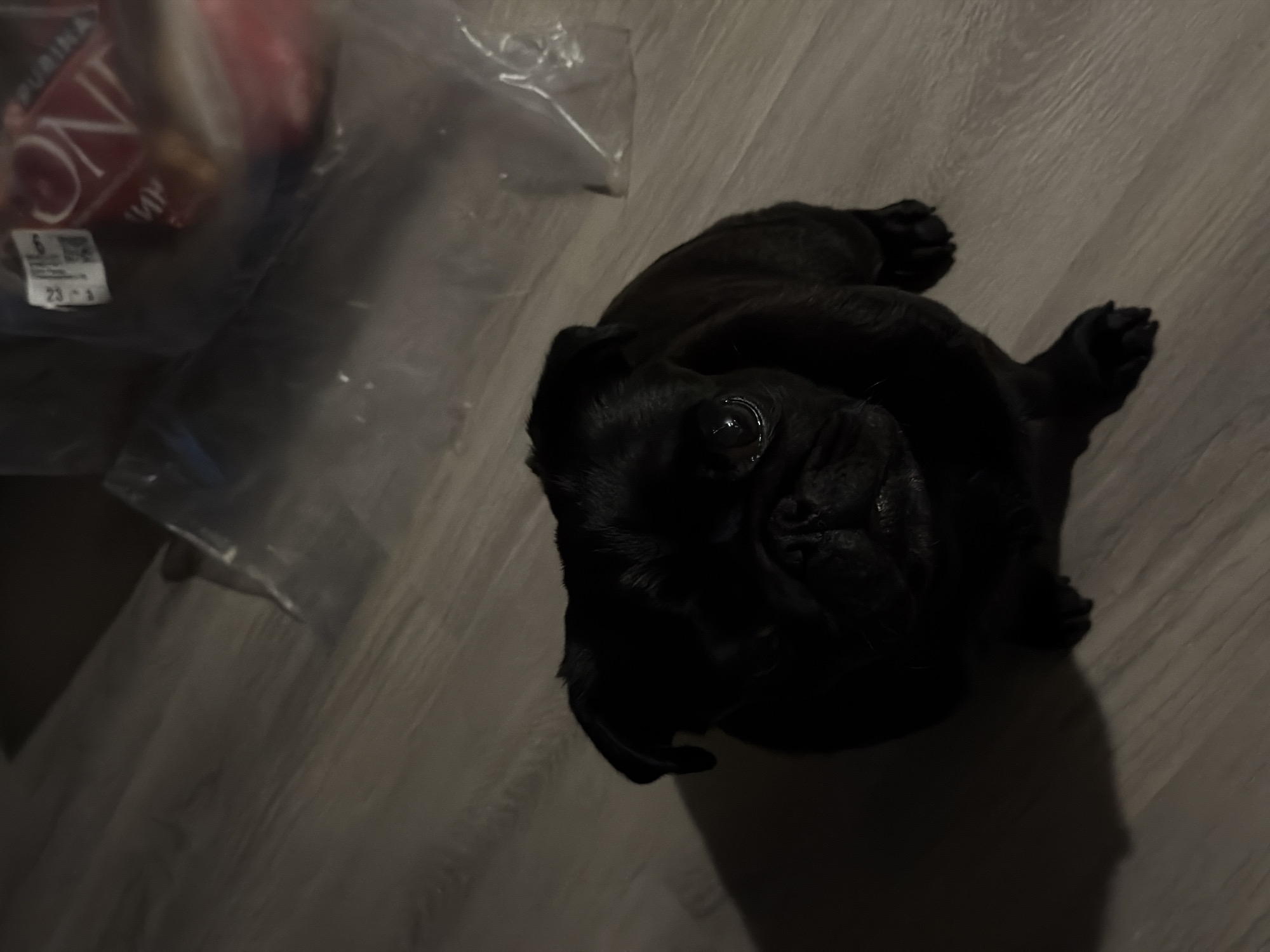 A black pug sits on a light-colored laminate floor, facing the camera. The pug's head is tilted slightly upward, and its eyes are dark and reflective. The lighting in the image is dim, casting shadows on the floor and the pug's body. In the background, there are several clear plastic bags containing various items, one of which appears to be food packaging with the word "ONE" visible. The image is taken from a slightly elevated angle, looking down at the pug. The location is identified as Sirius, Russia.