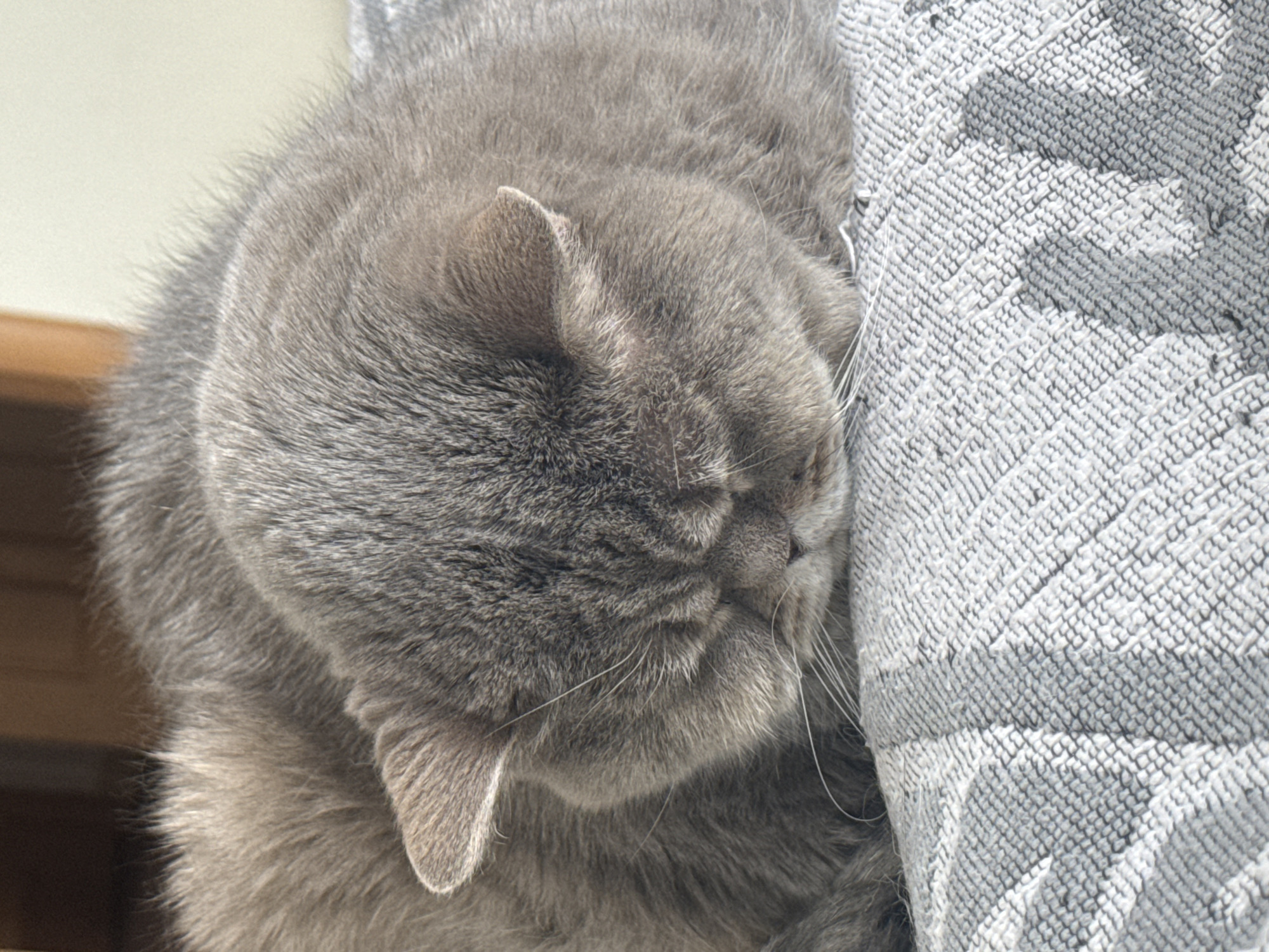 A gray British Shorthair cat is napping, its face pressed against a gray patterned fabric. The cat's head and body fill the frame, with only a glimpse of a wooden window frame visible in the background. The scene is indoors. It is not possible to determine the location as Saint Petersburg, Russia from the image.