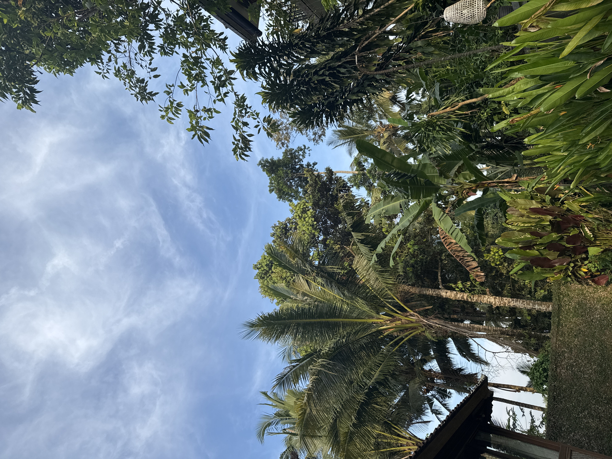 This image presents an upward-looking view into a bright blue sky, framed by abundant and lush tropical vegetation. The sky, predominantly in the upper left and central portions, is a clear blue with scattered, wispy white clouds, indicating fair weather during daylight hours.
A diverse array of green foliage surrounds and defines the frame. Prominent are several tall palm trees, likely coconut palms, with their distinctive long, green fronds extending into the sky, particularly on the right side and lower center. The textures of their trunks are also visible. Interspersed among the palms are various other broadleaf trees, forming dense canopies with rich green leaves that fill the edges and background of the scene. Large, paddle-shaped leaves, characteristic of banana plants, are visible towards the right. A dark, possibly moss-covered or ivy-clad tree trunk or structure is also discernible on the far right.
In the bottom right corner, a small section of a dark-colored roof, possibly made of traditional materials, peeks into the frame, suggesting a building or shelter nestled beneath the trees. High in the upper right, amidst the dense leaves, a white, intricately woven spherical or cylindrical object hangs down, appearing to be a decorative lantern or light fixture.
The scene evokes a sense of tranquility and natural beauty, characteristic of a tropical garden or natural landscape. The types of trees and the style of the visible architectural elements are consistent with the provided location context of Ubud District, Indonesia. There is no human activity or visible text in the image. The bright, even lighting suggests it is either late morning or early afternoon.