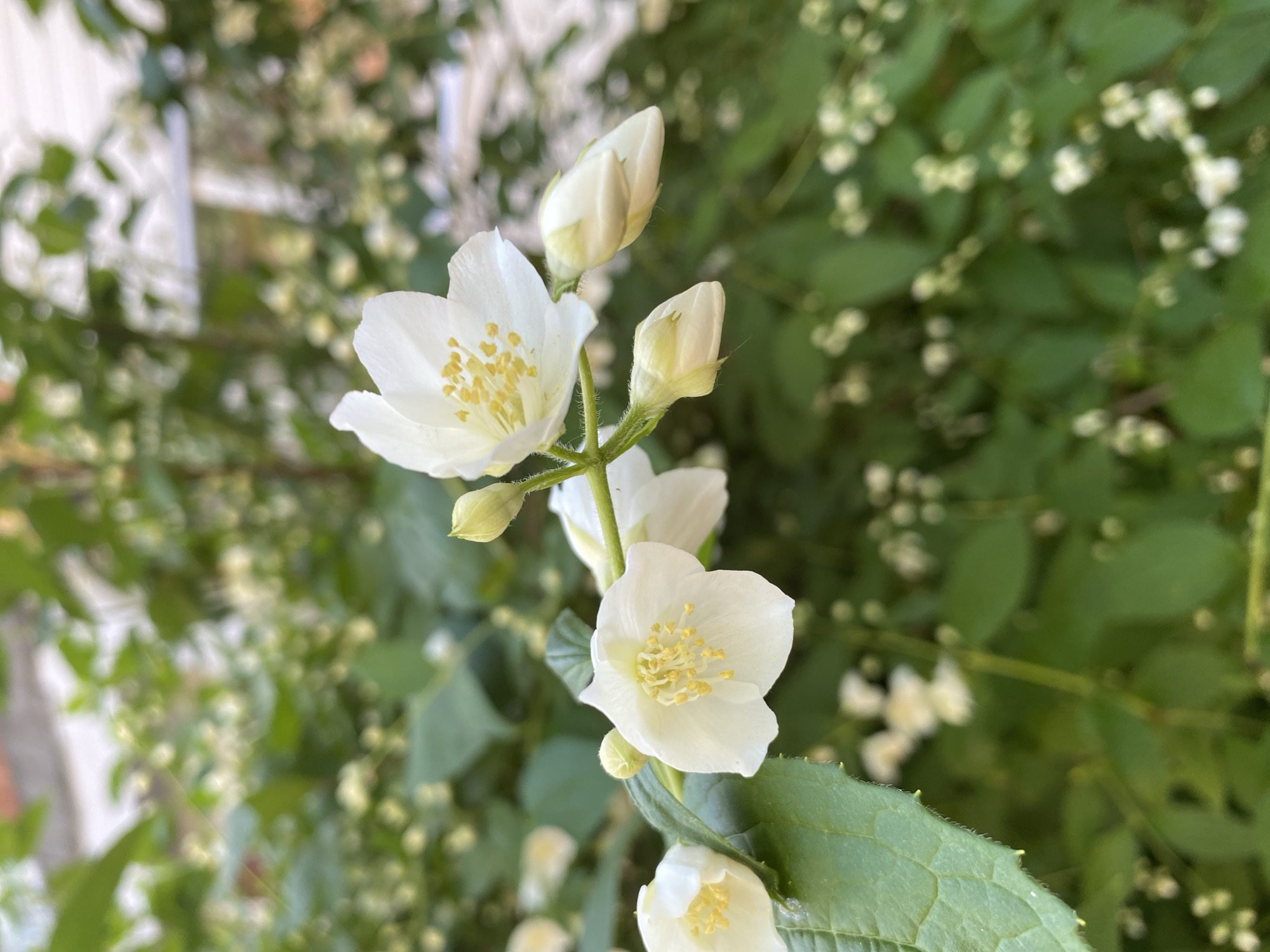 The image shows a close-up of a flowering plant with white blossoms and buds. The plant has green leaves with toothed edges. The background consists of more greenery, including small white flowers or buds. The image was taken in Noviy, Russia.