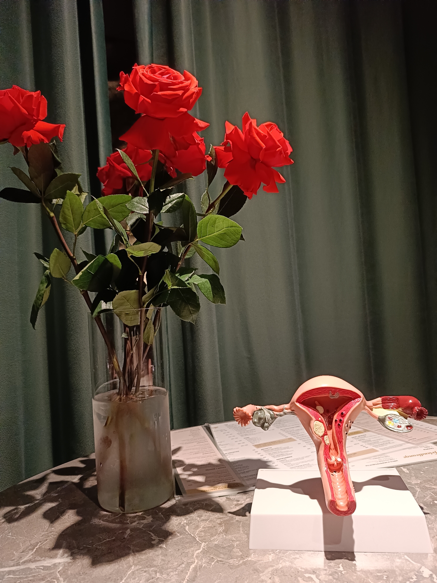 A bouquet of red roses in a glass vase is positioned next to a model of a female reproductive system on a table. The table is covered with what appears to be a marble-patterned surface, and there are printed papers (possibly menus) underneath the model. In the background, there is a green curtain. The image was taken at the Friendlounge cafe in the city of Chaikovsky, Russia.
