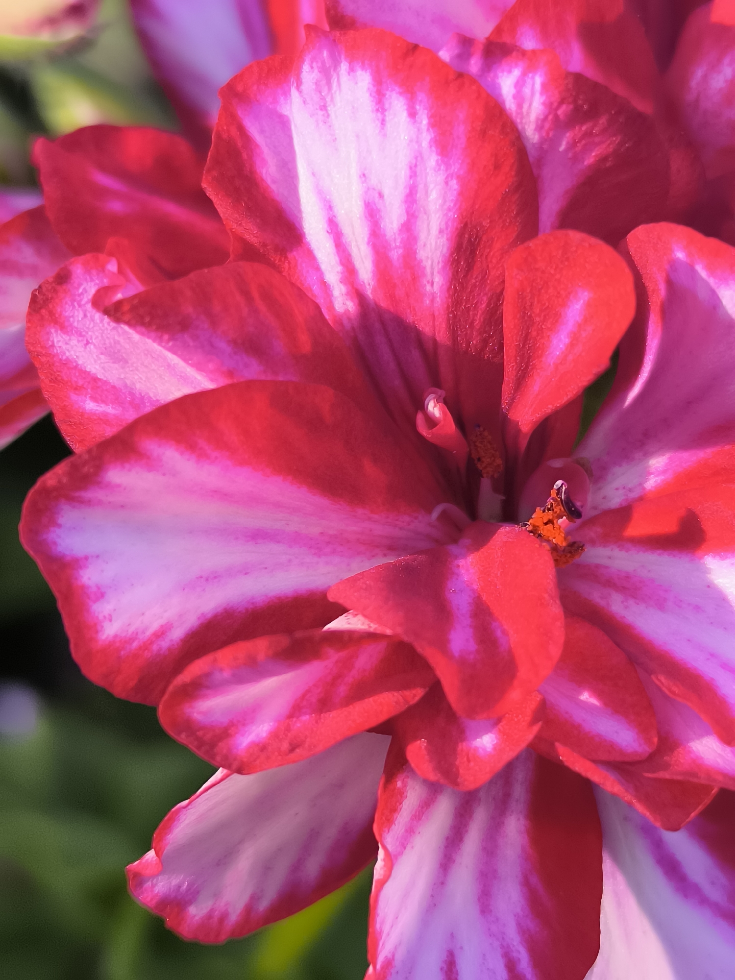 A macro photograph captures the vibrant petals of a pink and white flower, likely a geranium, in full bloom. The petals exhibit a striking pattern of deep pink or red streaks against a lighter pink or white background, creating a marbled effect. The intricate texture of the petals is visible, with some areas appearing slightly fuzzy or velvety, and tiny water droplets may be present, catching the light. The center of the flower reveals delicate stamens tipped with orange anthers, and the soft focus background of green foliage suggests an outdoor garden setting. The photograph does not depict any people, objects, or actions indicative of a specific location in Dercekliai, Lithuania, or any urban environment. The image is purely a close-up study of the flower's natural beauty.