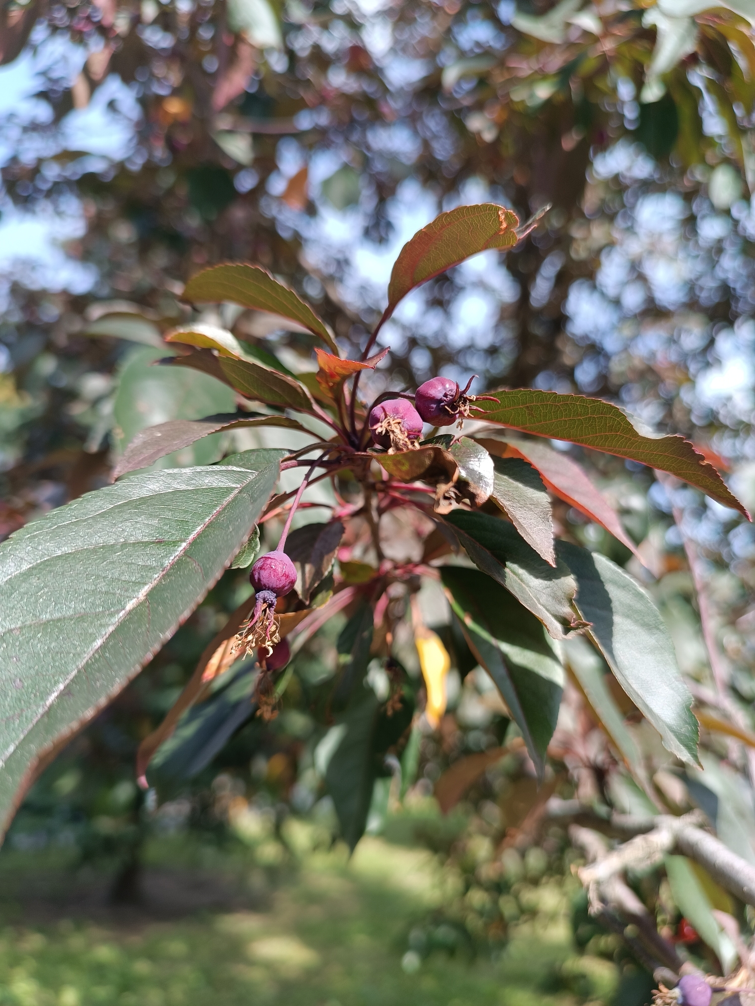 A close-up shot captures a branch of a tree with several small, dark purple fruits and dark red-tinged leaves. The fruits, which are round and about the size of a small grape, hang from thin stems. Some have dried brown remnants of flowers attached. The leaves are oblong with serrated edges and exhibit a mix of dark green and reddish-purple hues. The background is blurred, with soft circles of light suggesting sunlight filtering through foliage. The overall scene is an outdoor environment, possibly a park or garden, with the distant background showing patches of green grass and more blurred foliage. The image is taken in focus on the branch and its fruit, with the surroundings out of focus.