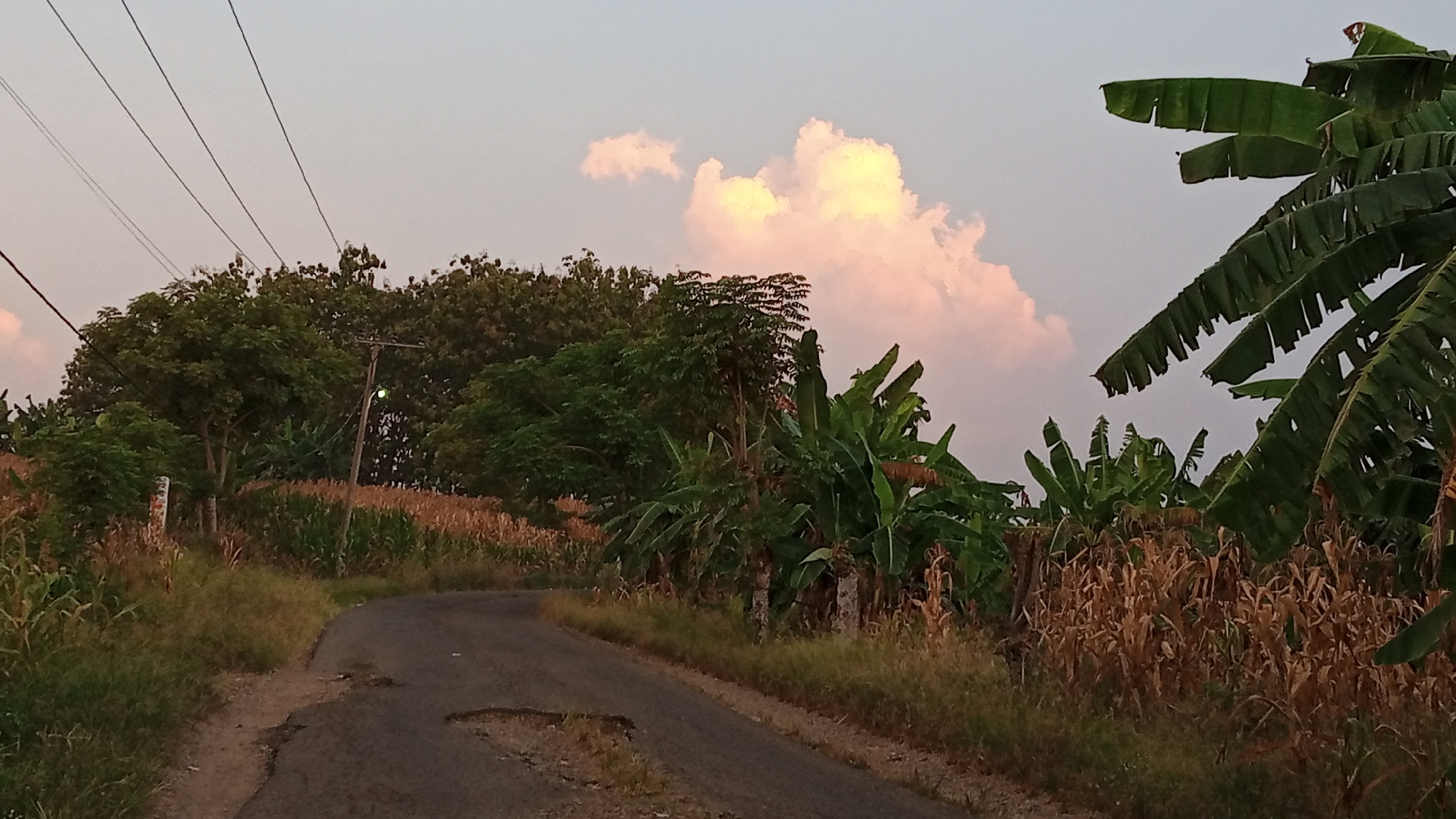 The image depicts a rural road curving through agricultural fields. On the left side of the road, there are trees and tall grass, with a field of crops, possibly corn, visible further back. On the right side of the road, there are more crops, appearing dry and brown, interspersed with banana trees. In the background, there are more trees and vegetation. Power lines stretch across the sky, supported by a utility pole. A single, illuminated green light is visible on the utility pole. The sky above is a soft, hazy color, with a large, fluffy white cloud tinged with pink and yellow hues, suggesting it is either sunrise or sunset. The road itself is asphalt and shows signs of wear, with patches of missing material. The overall scene suggests a tranquil, natural environment in a rural setting. The location is identified as Cotjrat, Indonesia. There are no people or animals visible in the image.