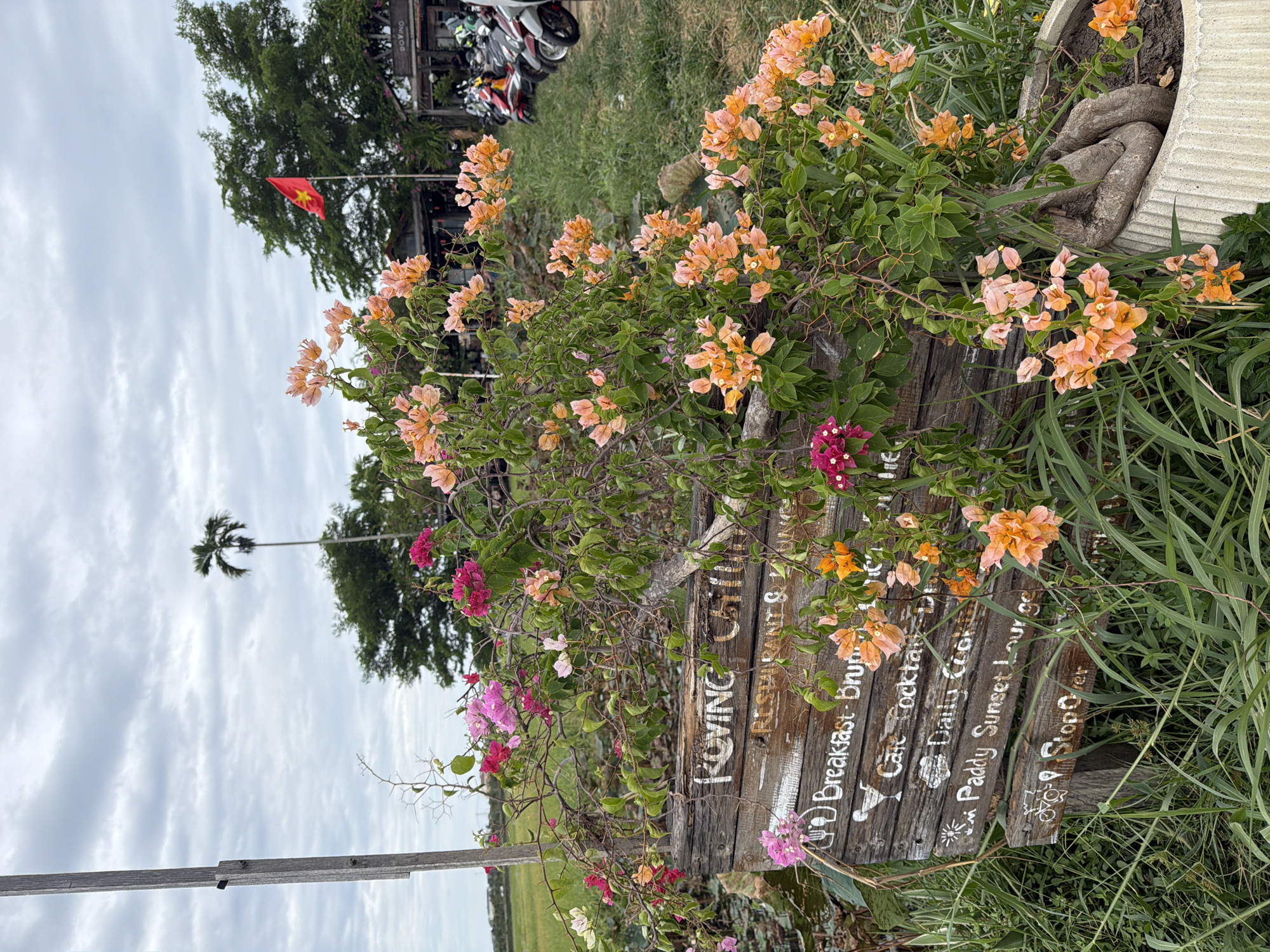 The image captures a close-up view of a weathered wooden sign adorned with bougainvillea flowers in Hoi An, Vietnam. The sign, with white lettering, lists various offerings such as "Loving Coffee," "Restaurant & Lounge," "Breakfast - Brunch," "Cafe Cocktails," "Daily Cook," "Paddy Sunset Lounge," and "Stop Over." The flowers, predominantly in shades of pink and orange, cascade over the sign, with some potted plants also visible. In the background, a tall palm tree stands against a cloudy sky, and a Vietnamese flag flutters from a pole atop a building. A line of motorcycles is parked in front of the building, suggesting a public area or establishment. The foreground is dominated by lush green grass and vegetation, creating a rustic and natural setting.