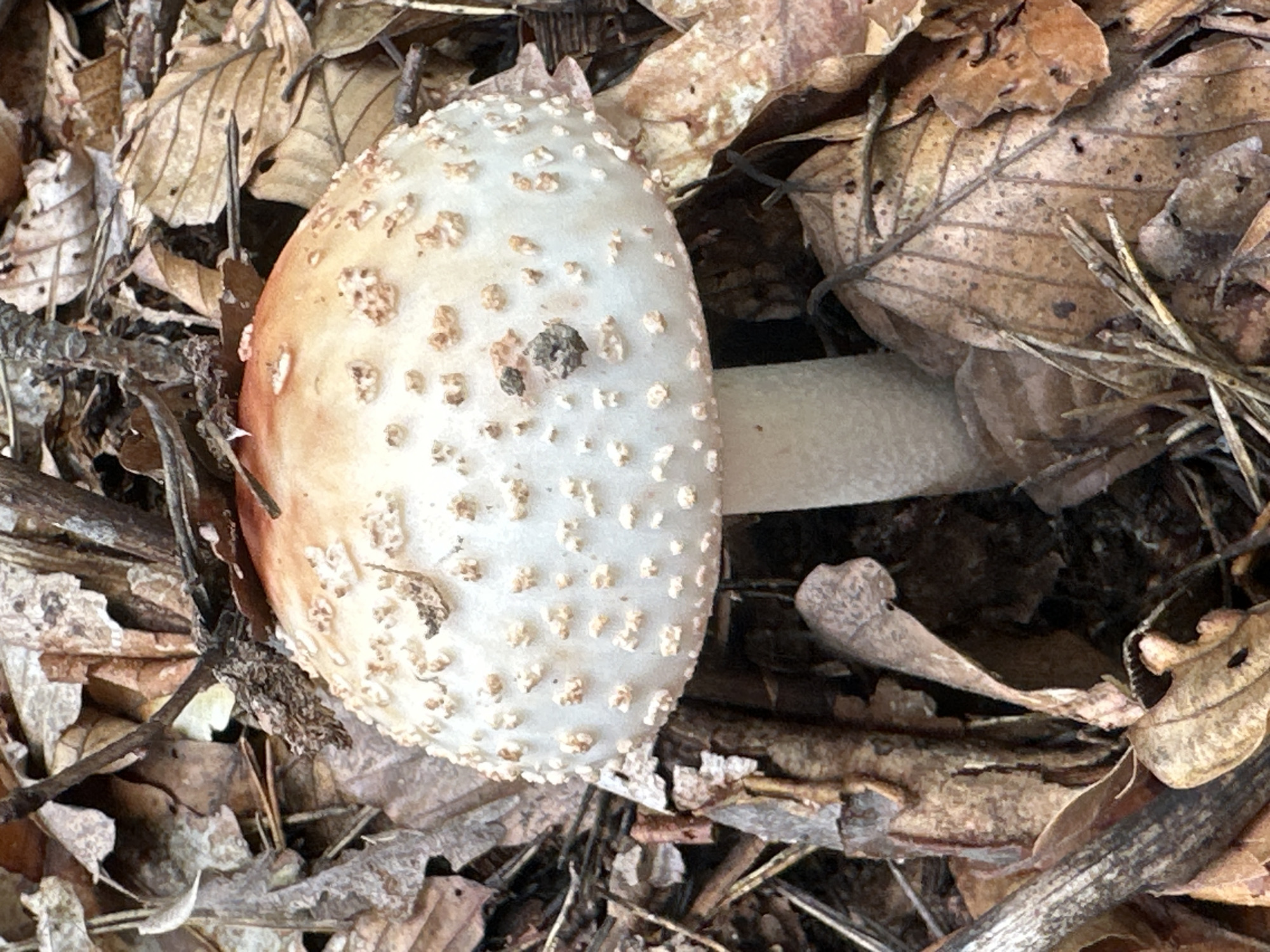 The image displays a close-up, top-down view of a mushroom growing on a forest floor. The primary subject is a single mushroom with a rounded cap, predominantly off-white or cream-colored, transitioning to a reddish-orange or peach hue towards one side. The cap is covered with numerous small, raised, somewhat granular specks of a lighter tan or white, which are likely remnants of a universal veil. Part of the mushroom's stout, white stem (stipe) is visible, extending horizontally to the right from beneath the cap.
The mushroom is surrounded by a dense layer of dry, fallen leaves and small twigs. The leaves are predominantly brown and tan, appearing brittle and crinkled, indicative of an autumn season or dry conditions. Some leaves show clear vein patterns, while others are partially decomposed or fragmented. Thin, dark twigs and other organic debris are scattered throughout the leaf litter. The scene is set in a natural, outdoor woodland environment, likely a forest, and appears to be under natural daylight. There is no discernible activity taking place, nor are there any people or visible text. The emotional tone is neutral, focusing on the natural detail of the mushroom and its immediate environment in Chubrika, Bulgaria.