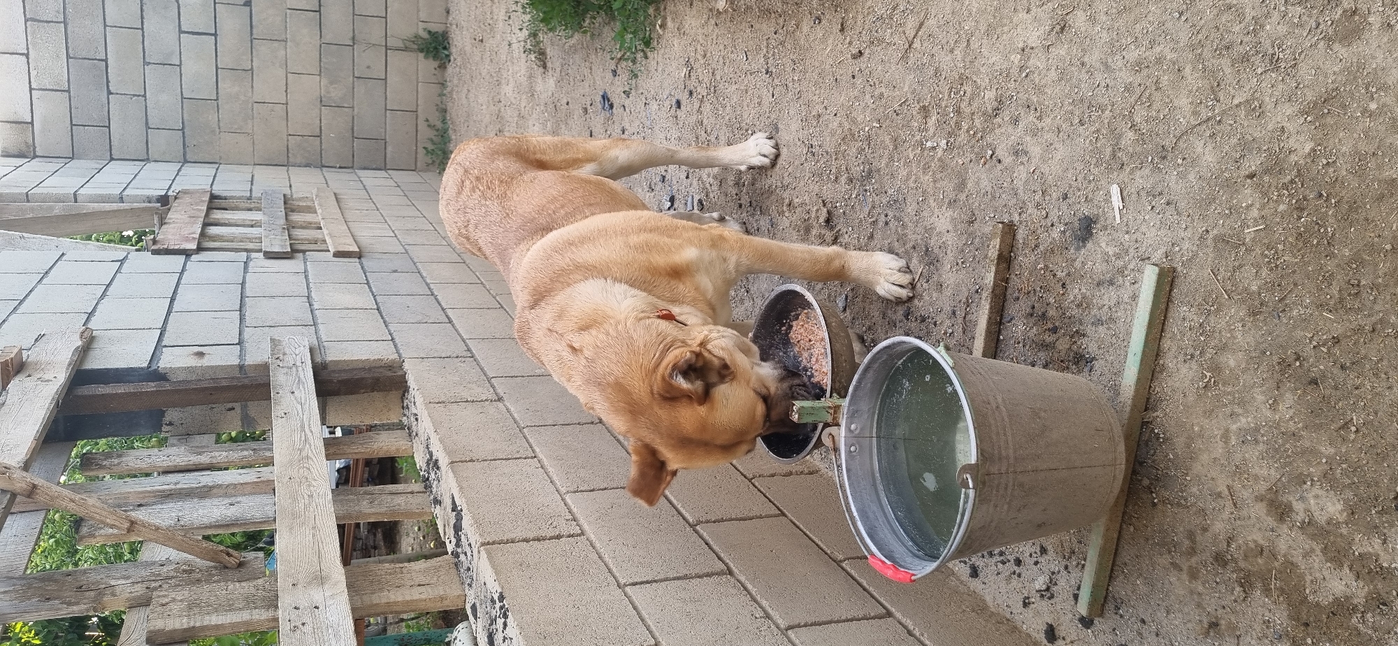 A tan dog with a red collar is eating from a food bowl that is elevated by a green metal stand. Next to the food bowl is a large, galvanized metal bucket filled with clear water, also on a stand. The dog is positioned between the bucket and the food bowl. The scene appears to be an outdoor area with a dirt and gravel ground. In the background, there is a wall constructed of light-colored concrete blocks, and to the left, a wooden fence made of rough-hewn planks. Above the fence, some green foliage is visible. The overall setting suggests a rural or semi-constructed environment. The location is specified as Blizhnee, Ukraine.
