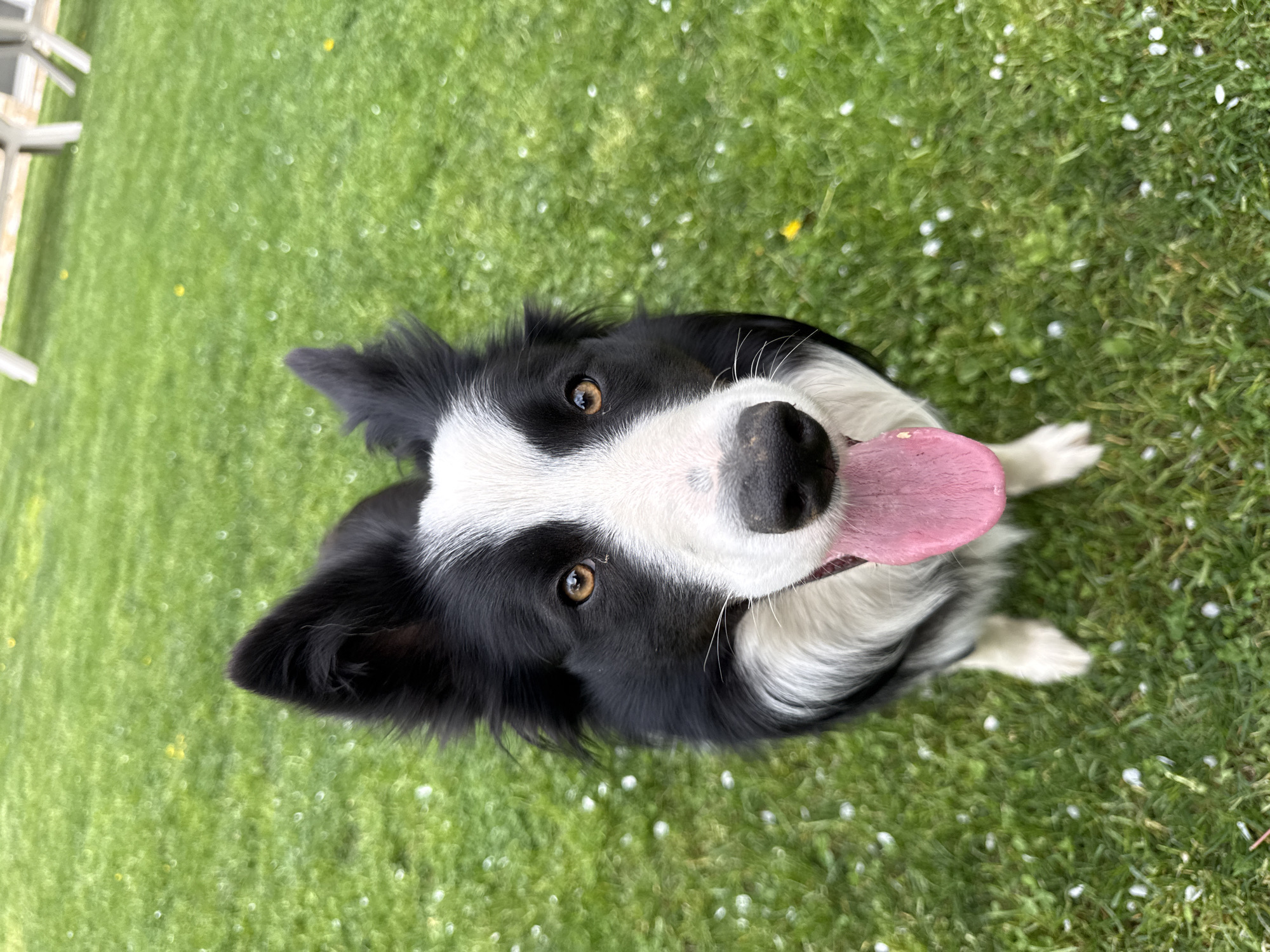 A black and white Border Collie dog is the central subject of this high-angle outdoor shot. The dog is looking directly up at the camera with an open mouth and its pink tongue hanging out, suggesting alertness or panting. Its fur is predominantly black on its body and ears, with a distinctive white blaze extending from its forehead down its muzzle, and white fur around its chest and paws. The dog's eyes are a warm brown.
The setting is a vibrant green lawn, indicating a daytime scene with ample natural light. Small white and a few yellow specks are scattered across the grass, possibly fallen petals or tiny flowers. In the upper left background, a blurry light-colored structure, likely part of a fence or garden furniture, is partially visible. The dog appears happy and engaged, set against the backdrop of an outdoor area in Berkovitsa, Bulgaria. No text is visible in the image.