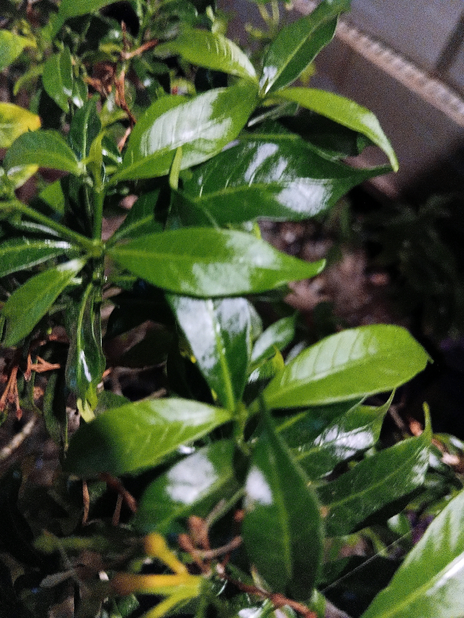 The image shows a close-up of green, glossy leaves of a plant, possibly a shrub or a tree. The leaves are wet, suggesting recent rain or watering, and they are reflecting light, creating highlights. The plant appears to be growing in an outdoor environment, with soil and possibly some dry leaves visible at the base. In the background, there is a blurry area that could be a wall or a fence, with a textured surface. The overall impression is one of a healthy, well-hydrated plant in a garden or natural setting. No specific location in Cikal, Indonesia is identifiable from the image.