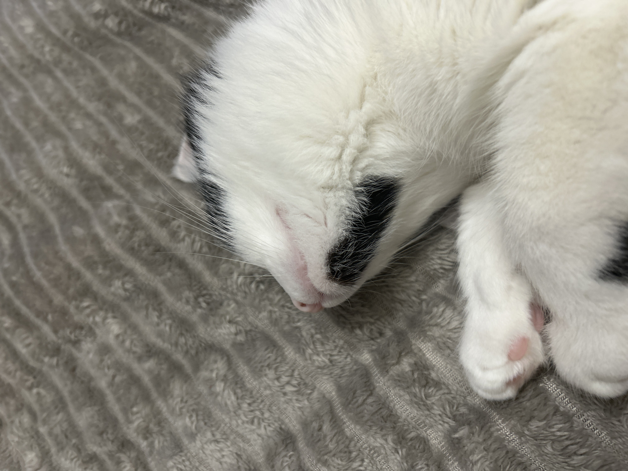 The image shows a close-up of a sleeping black and white cat. The cat is lying on a gray, textured blanket or rug. Part of its head and a paw are visible. The cat's fur is primarily white, with a black patch on its head and near its nose. The paw has pink toe beans.
There is no visible indication the image was taken in Марковский, Russia.