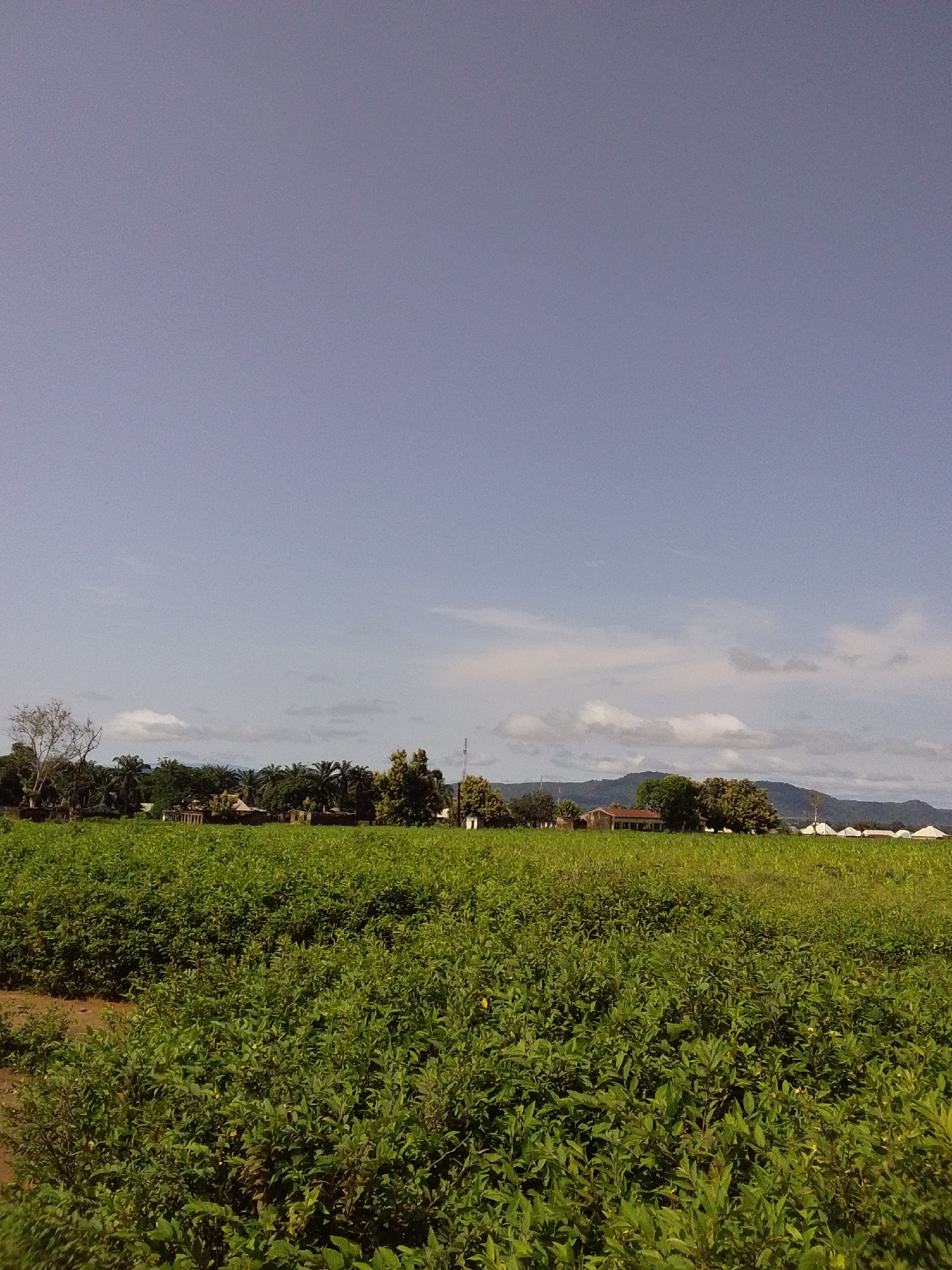 The image depicts a rural landscape in Serti, Nigeria, characterized by a vast, green field of crops occupying the foreground and mid-ground. The crops are lush and appear to be at a medium height, forming an unbroken expanse. In the background, a cluster of buildings, including houses with red roofs and structures with white coverings that may be greenhouses or temporary shelters, are visible amidst scattered trees and palm trees. A few isolated trees stand to the left and right of the settlement. The horizon is marked by rolling hills and mountains, with a clear, pale blue sky overhead, accented by a few wispy clouds. The overall scene suggests a peaceful, agricultural setting.