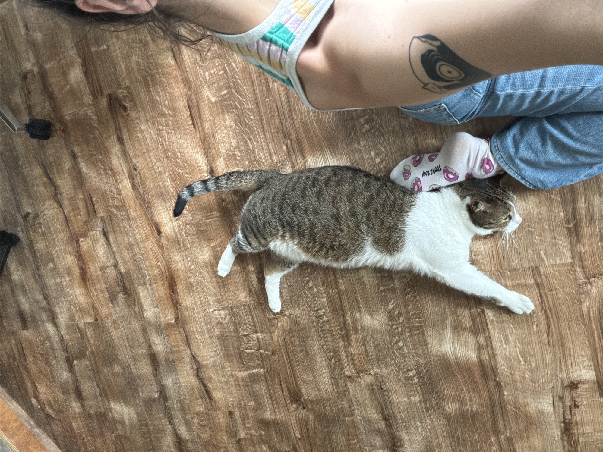 The image depicts an overhead view of a domestic cat and parts of a person, positioned on a light brown wooden floor in the city of Unknown, Unknown. The floor features a plank pattern with varied wood grain and some lighter, distressed markings.
In the center, a tabby-and-white cat is lying on its back, partially curled, with its head near the person's foot. The cat's underside and legs are white, while its back and tail are covered in grey and brown tabby stripes. Its tail is extended towards the upper left.
On the right side of the frame, a person's right ear, a section of their shoulder, and a bent leg are visible. The person has light skin, and dark hair is visible near the ear. They are wearing a multi-striped tank top or bralette with pastel colors including green, pink, and yellow. A blue denim jean covers the bent leg. On the foot, a white sock adorned with multiple pink donut patterns and the word "DONUT" is visible. A prominent black tattoo, depicting a stylized record player or a record with concentric circles, is visible on the person's upper right arm.
In the upper right quadrant, a single black caster wheel with a silver metal stem, belonging to a chair or similar furniture, is partially visible. The lighting suggests an indoor setting, with soft shadows.