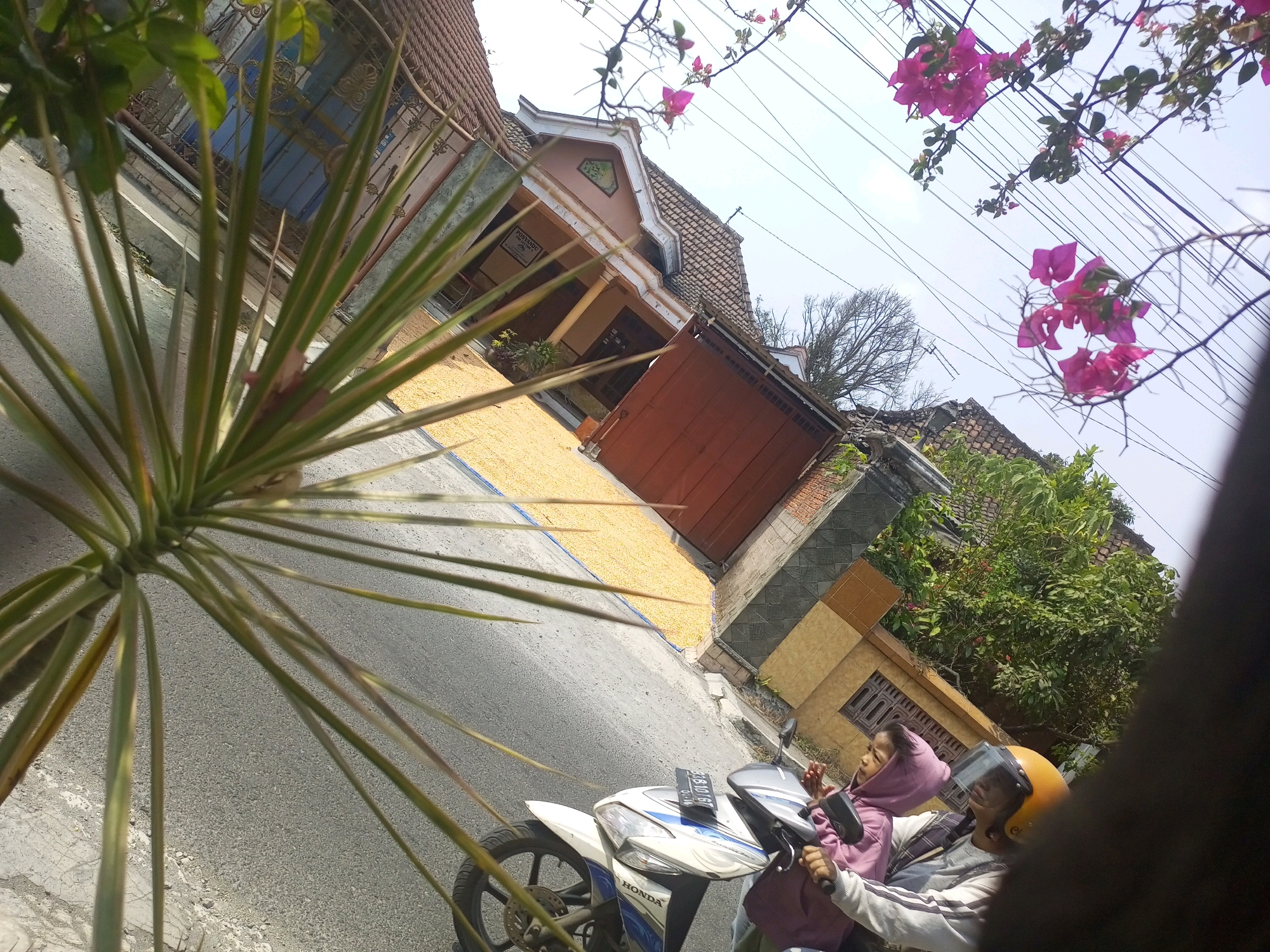 This is a medium-angle, low-quality, and slightly blurry photo taken outdoors in Ngasem, Indonesia. The image captures a street scene with a motorbike in the foreground, occupied by two individuals. A woman wearing a pink hoodie and a child in a purple hoodie are seated on the motorbike. The woman is looking to her left and appears to be holding something with her right hand. The child is looking forward. The motorbike is white with blue accents and has a black license plate that reads "3716 10 BJT".
Behind the motorbike, a house with a brown tiled roof and a reddish-brown garage door is visible. A yellow tarp or surface covered with yellow kernels is spread out in front of the house. Lush green trees and branches with pink flowers are seen in the background. Power lines are strung across the sky. A spiky green plant with variegated leaves is prominently featured in the left foreground, partially obscuring the view of the house and motorbike. The overall lighting suggests it is daytime with a bright sky.