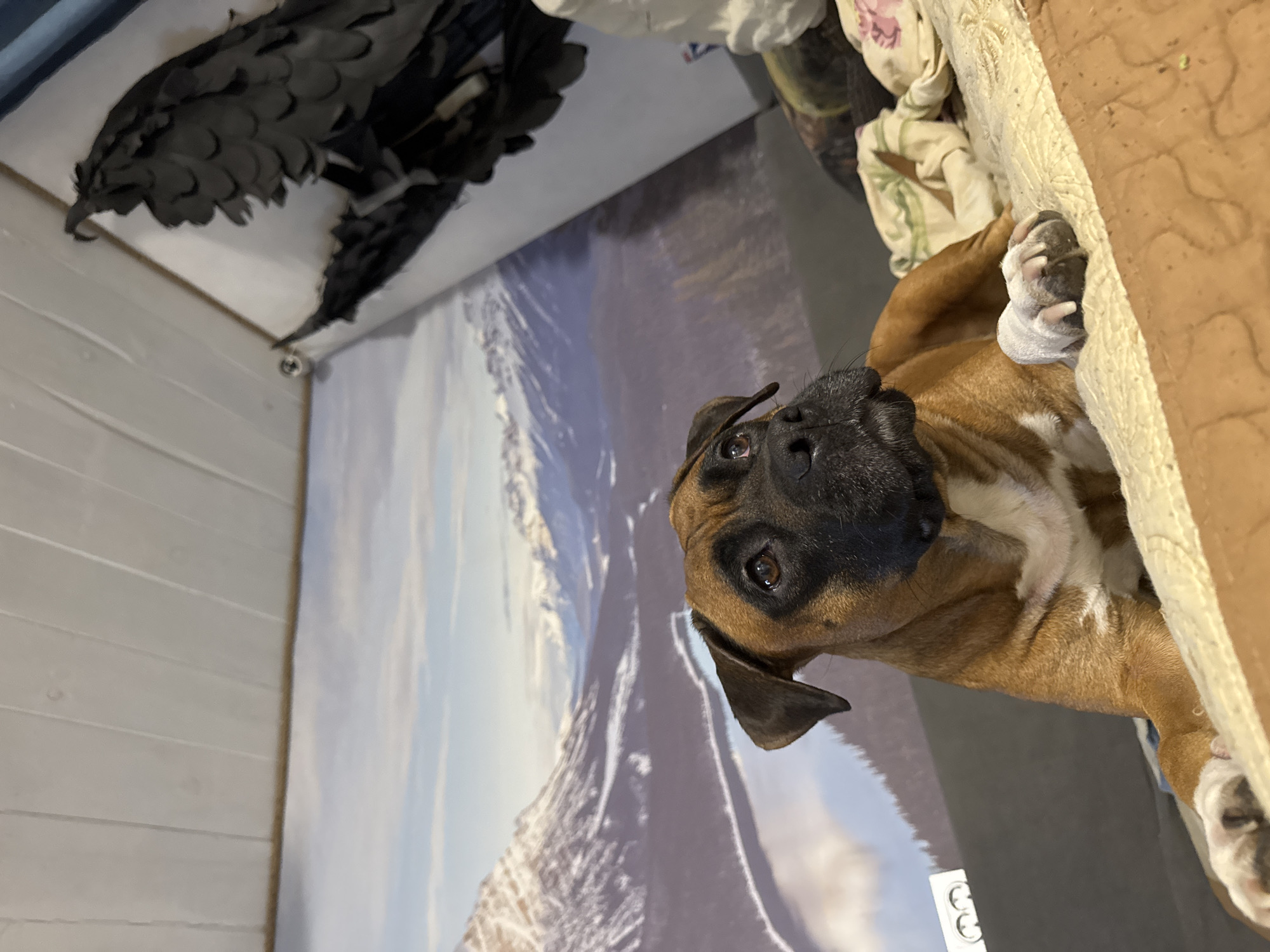A brown boxer dog with a black muzzle is lying on a bed with a beige frame. The dog is looking up towards the camera. In the background, there is a wall decorated with a mountain landscape mural and a mounted taxidermied bird of prey. The location appears to be indoors, possibly a home or apartment. The information about the location being Chaikovsky, Russia cannot be verified from the visual data.