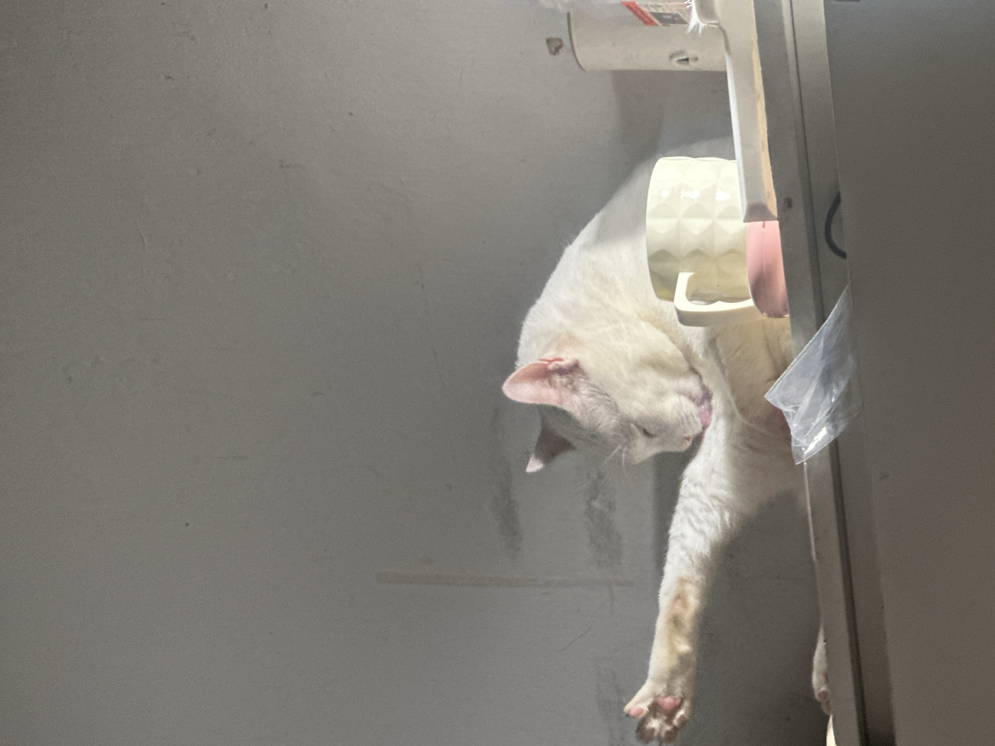 An indoor scene in North Jakarta, Indonesia, captures a white cat resting in an unusual vertical position. The cat, with distinctly pink ears and nose, is suspended or leaning against a light grey wall or surface. Its head is tilted downwards and to the left, eyes closed or nearly closed, and a faint hint of its tongue suggests it might be grooming or deeply relaxed, possibly asleep. Its hind legs dangle freely, revealing pink toe pads on one visible paw.
Above and slightly behind the cat's head, a light-colored, possibly ceramic or plastic, mug with a textured diamond pattern hangs from a white hook or holder. To the right, a darker grey vertical structure, likely a doorframe or the edge of a piece of furniture, partially frames the scene. A small, clear plastic bag is visible near the cat's mid-section. In the upper right corner, above the mug, some faint, unreadable text on a small label or sticker is present. The lighting is dim and diffused, suggesting an indoor setting without direct natural light. The overall mood is quiet and peaceful, focusing on the cat's serene repose.