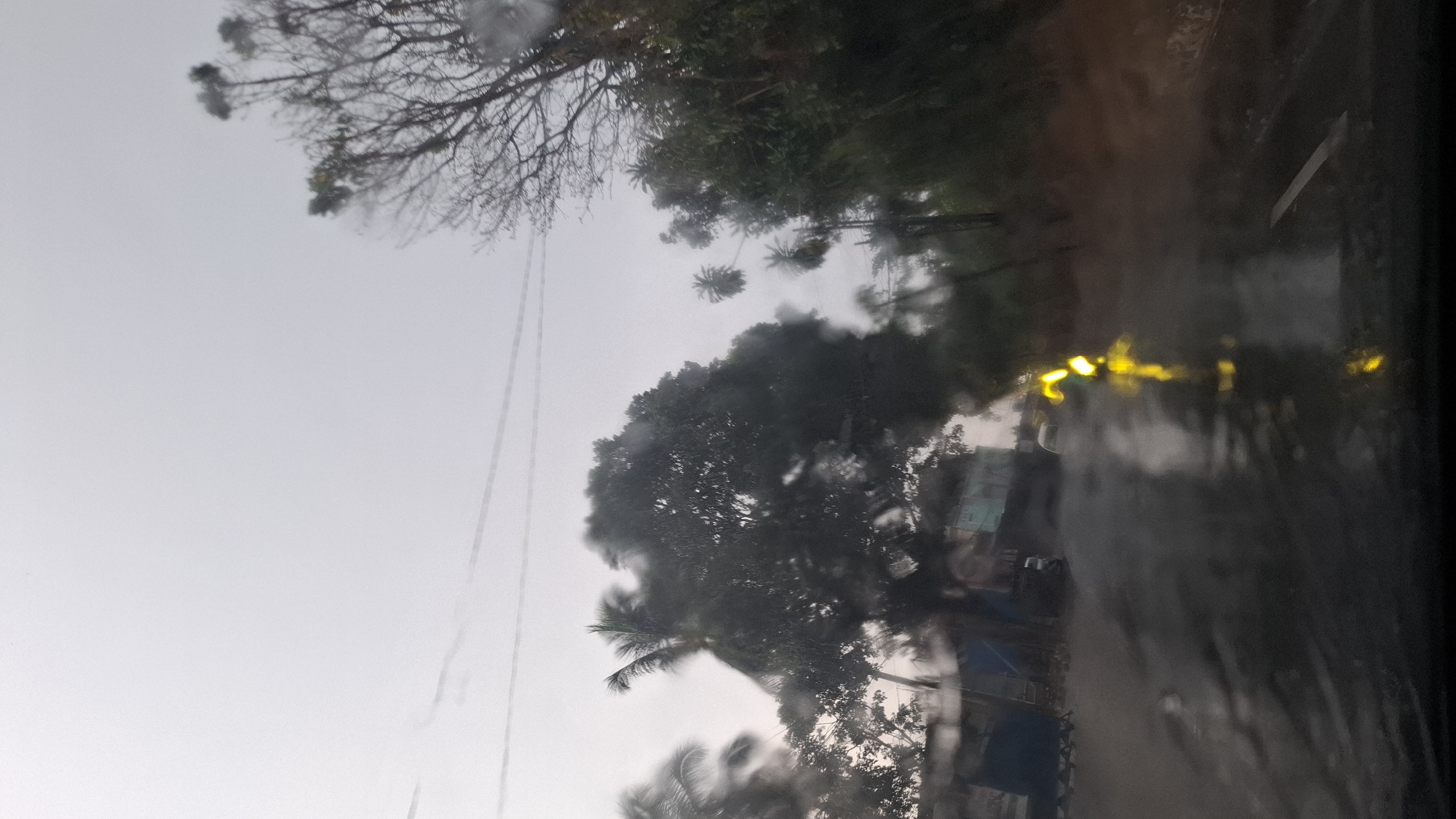 The image depicts a rain-streaked view from inside a vehicle traveling on a wet road. Large trees, including a prominent dense tree and a palm tree, line the left side of the road, with more trees and foliage on the right. The sky is overcast and appears pale grey, suggesting a cloudy or rainy day. Some power lines are visible stretching across the sky. On the left side of the road, there are structures that appear to be a blue and grey building or stall, and possibly a parked vehicle. The road surface is wet and reflective, with streaks of yellow light from what appears to be a vehicle's turn signal or hazard lights visible in the distance. The overall impression is of a rural or semi-urban setting in Indonesia during inclement weather. The location is identified as the city of Cilaku, Indonesia.