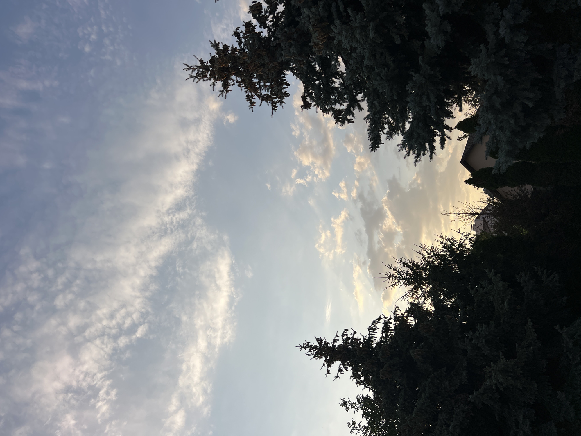 The image depicts a twilight sky with scattered clouds, tinged with the warm hues of a setting sun, over what appears to be a residential area. Silhouetted against the sky are several evergreen trees, including what seem to be spruce or fir trees, some with visible pine cones. In the background, parts of houses are visible, suggesting an urban or suburban setting. The scene is captured from a perspective looking upwards towards the sky and the tops of the trees. The location is identified as Fontanka, Ukraine. There are no people or observable actions in the image.