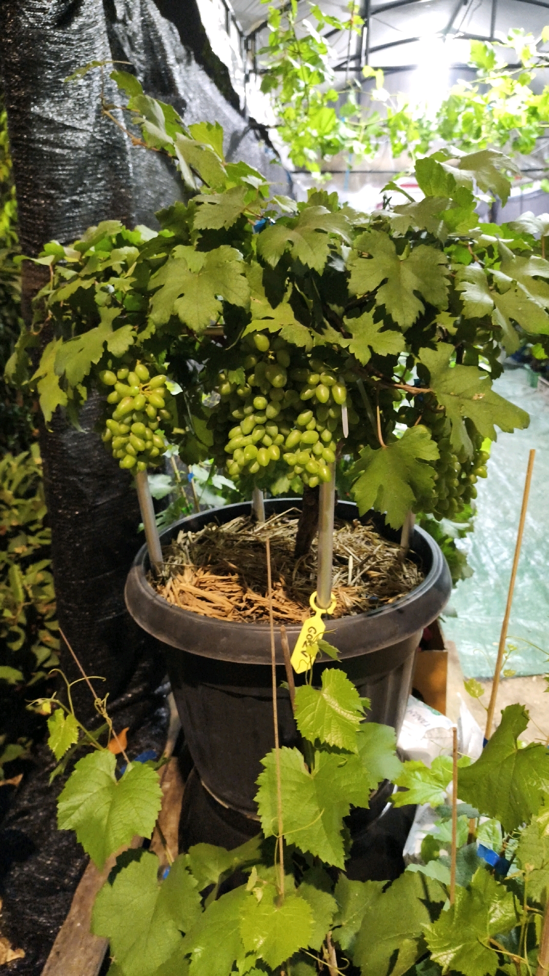 A close-up, low-angle shot captures a potted grape vine, laden with clusters of unripe green grapes, in what appears to be a greenhouse or covered planting area. The vine, supported by two wooden stakes, is housed in a large, dark plastic pot filled with straw-like mulch. A bright yellow tag, with illegible writing, is attached to one of the stakes. The background is blurred, revealing the indistinct shapes of other plants and structures, including what looks like black netting and artificial lighting. The overall impression is that of a controlled agricultural environment, possibly in a nursery or research facility. The exact location in Central Jakarta, Indonesia, is not discernible from the visual information provided.