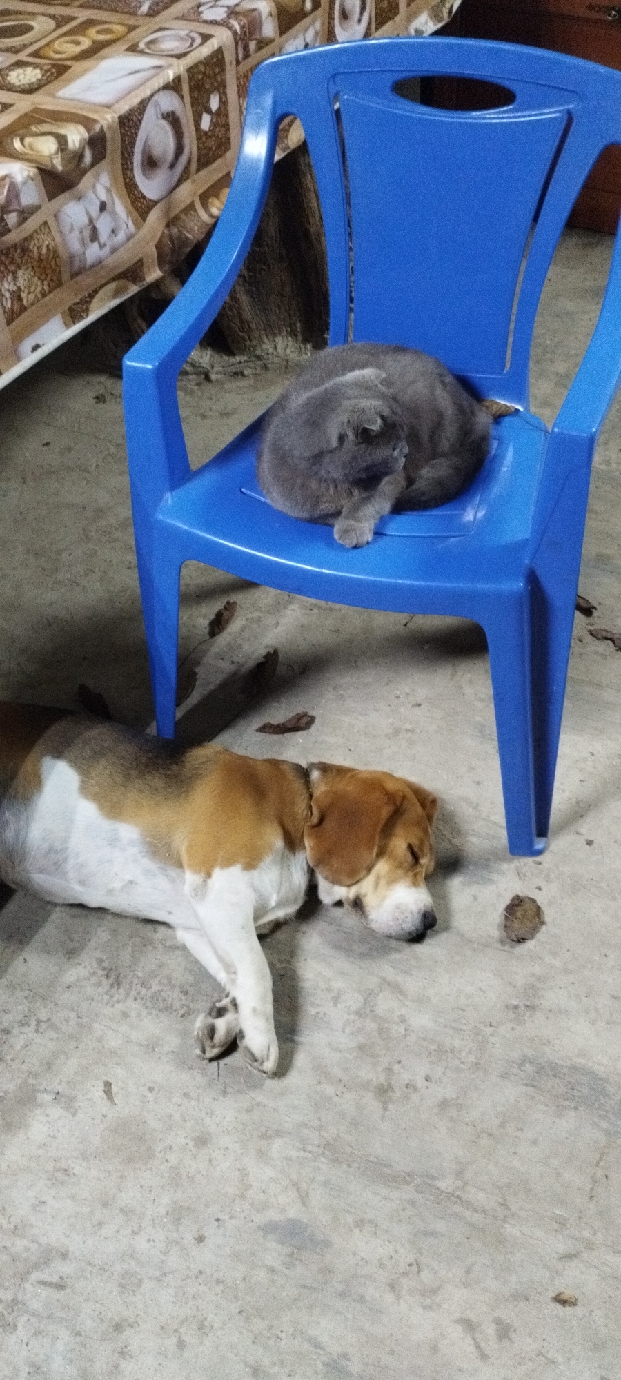 A domestic short-haired cat, possibly a Russian Blue, is curled up and sleeping on a bright blue plastic chair. The cat is predominantly grey with lighter grey fur on its belly and tail. Adjacent to the chair, a beagle dog is lying on its side on a concrete floor, also sleeping. The dog has a tricolor coat of white, brown, and black. The environment appears to be indoors or a covered outdoor area with a concrete floor and a patterned tablecloth visible in the background, suggesting a domestic setting. No people are present in the image. The scene is static, with both animals resting.