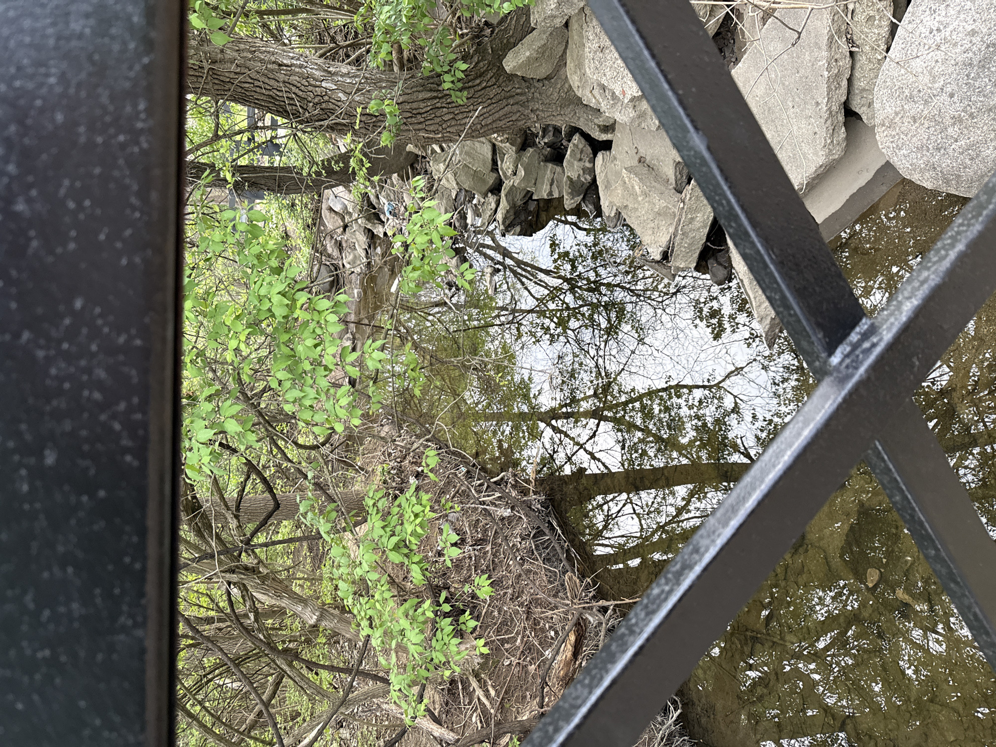 The image shows a view from a bridge in Grove City, Ohio, United States of America. A black metal railing is visible in the foreground. Beyond the railing, there is water with reflections of trees and sky. One side of the water bank is lined with large rocks and a tree trunk. There are also branches with budding green leaves and tangled dry branches.