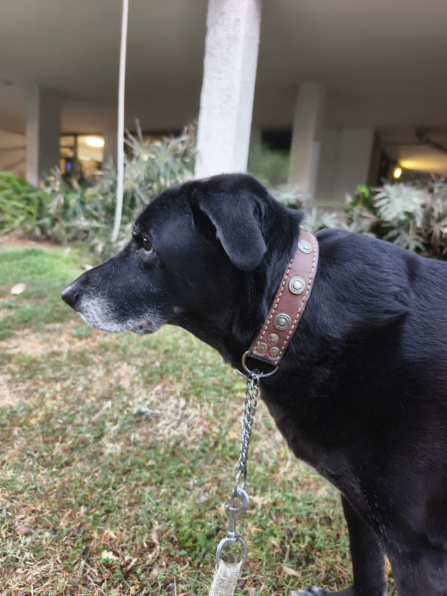 A medium shot shows a black dog with a brown leather collar standing on a patch of grass. The collar is adorned with metallic accents. A silver chain leash is attached to the collar and a white leash extends from the chain. The dog's muzzle shows some graying. In the background is a partially visible building with large white pillars and foliage. The location is likely Petah Tikva, Israel.