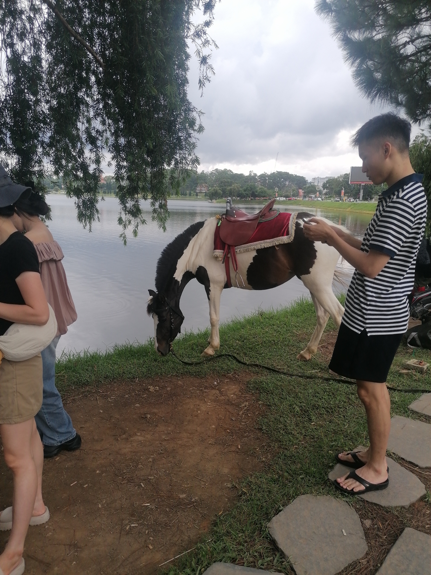 At the edge of Xuan Huong Lake in Da Lat, Vietnam, a piebald horse with a saddle adorned with red fabric and gold trim is being attended to by a young man wearing a black and white striped t-shirt and black shorts. The horse is facing down, appearing to drink or graze near the water's edge. Behind the horse, two individuals are partially visible; one is wearing a black t-shirt and tan shorts, and the other is wearing a light pink off-the-shoulder top and blue jeans. The lake's surface is calm, reflecting the overcast sky and the surrounding greenery. Trees with drooping branches overhang the scene from the left, and in the distance, buildings and a road with traffic can be seen across the lake, indicating an urban or semi-urban setting. The ground in the foreground is a mix of dirt and grass, with some stone pathways visible. The overall atmosphere is serene, with a hint of activity around the horse.