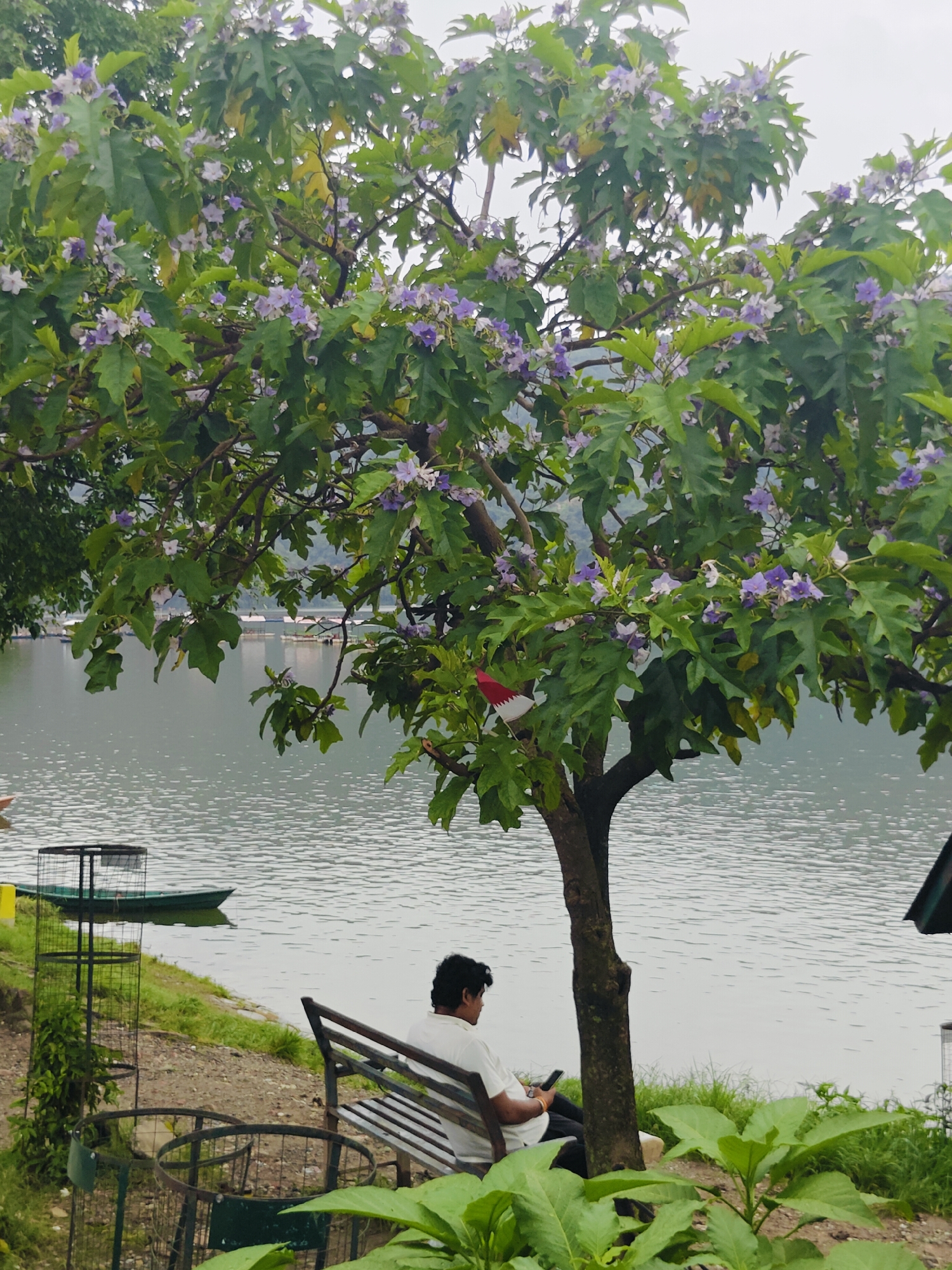The image depicts a serene outdoor scene near Phewa Lake in Pokhara, Nepal. In the foreground, a man is seated on a park bench, engrossed in his mobile phone. The bench is positioned under the shade of a flowering tree, its branches adorned with small purple blossoms and lush green leaves. The tree stands on a gravelly patch of ground, bordered by green grass.
Beyond the man and the tree, the calm waters of Phewa Lake stretch out, reflecting the overcast sky. A small green boat is visible near the shore, moored next to a wire-fenced structure, likely a public bin. In the distance, across the lake, some floating structures and what appear to be buildings are faintly discernible, hinting at the lakeside settlement. The overall atmosphere is peaceful and tranquil, typical of the lakeside environment in Pokhara.