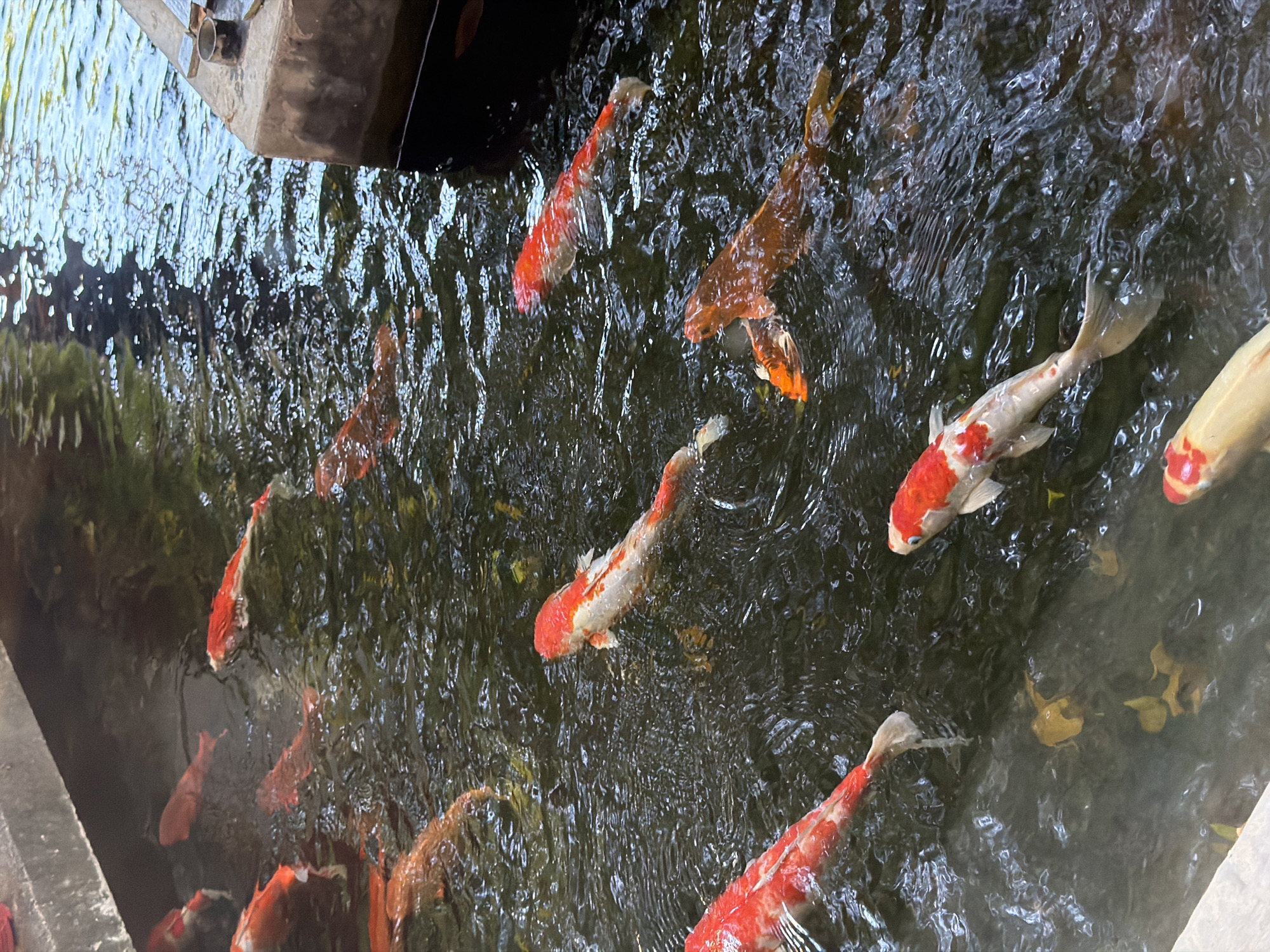 A high-angle, medium shot depicts a group of koi fish swimming in a pond at a likely outdoor location, possibly in Đà Nẵng, Vietnam. The water is dark and rippled, reflecting the sky and surrounding objects. Numerous koi fish, predominantly orange, red, white, and gold, are visible. Some are near the surface, while others are partially submerged. Concrete edges are seen in the corners.