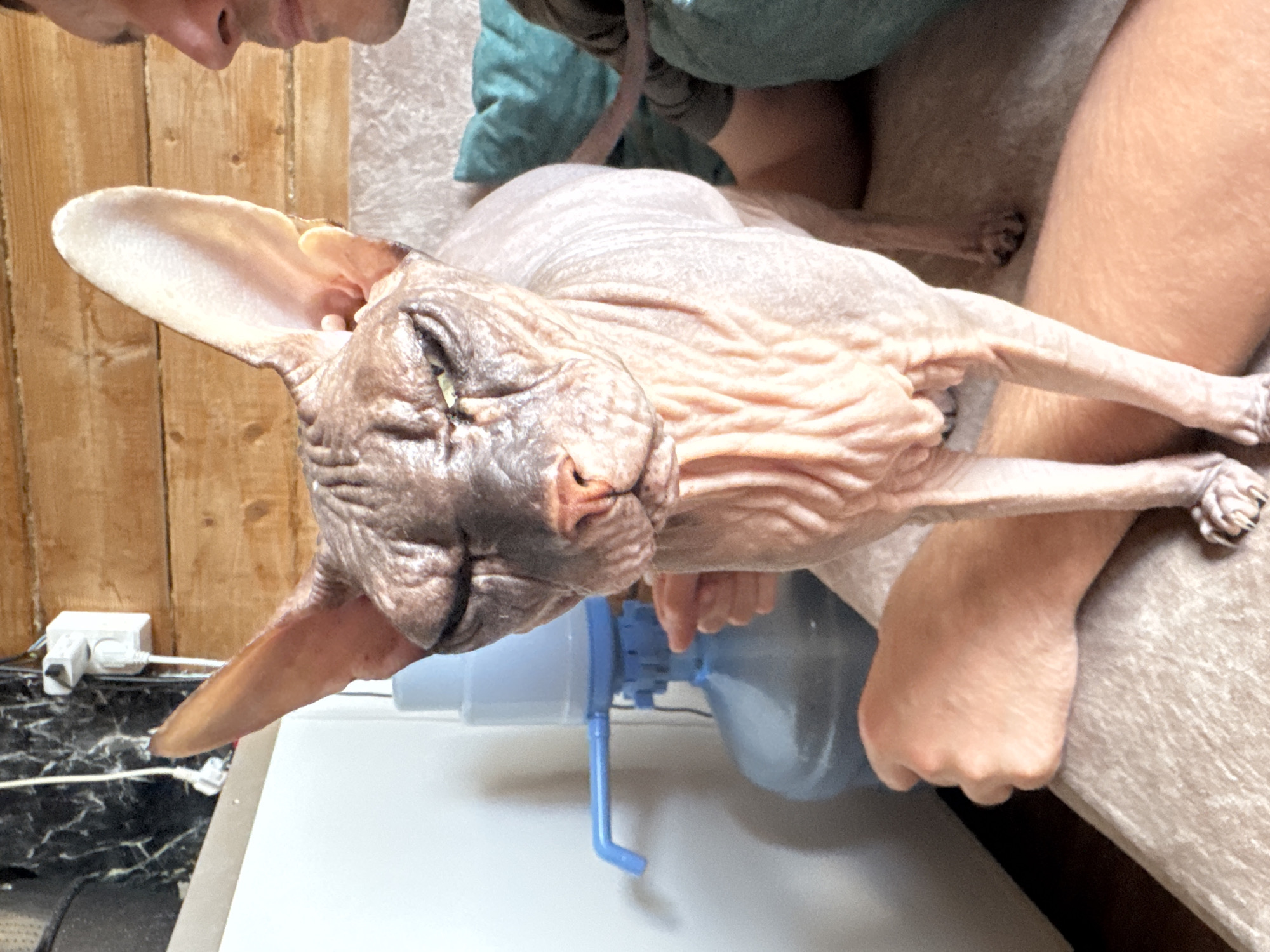 A sphynx cat with its eyes partially closed is standing on the lap of a person whose arms are visible. The cat has wrinkled skin and large ears. In the background, there is a blue water dispenser with a blue spigot, a wall with wooden planks, and an electrical outlet. A teal pillow is visible behind the cat. A man's face is partially visible in the upper right corner, looking towards the cat. The scene appears to be indoors. The location of Nikolaevka, Russia, is not indicated in the image itself.