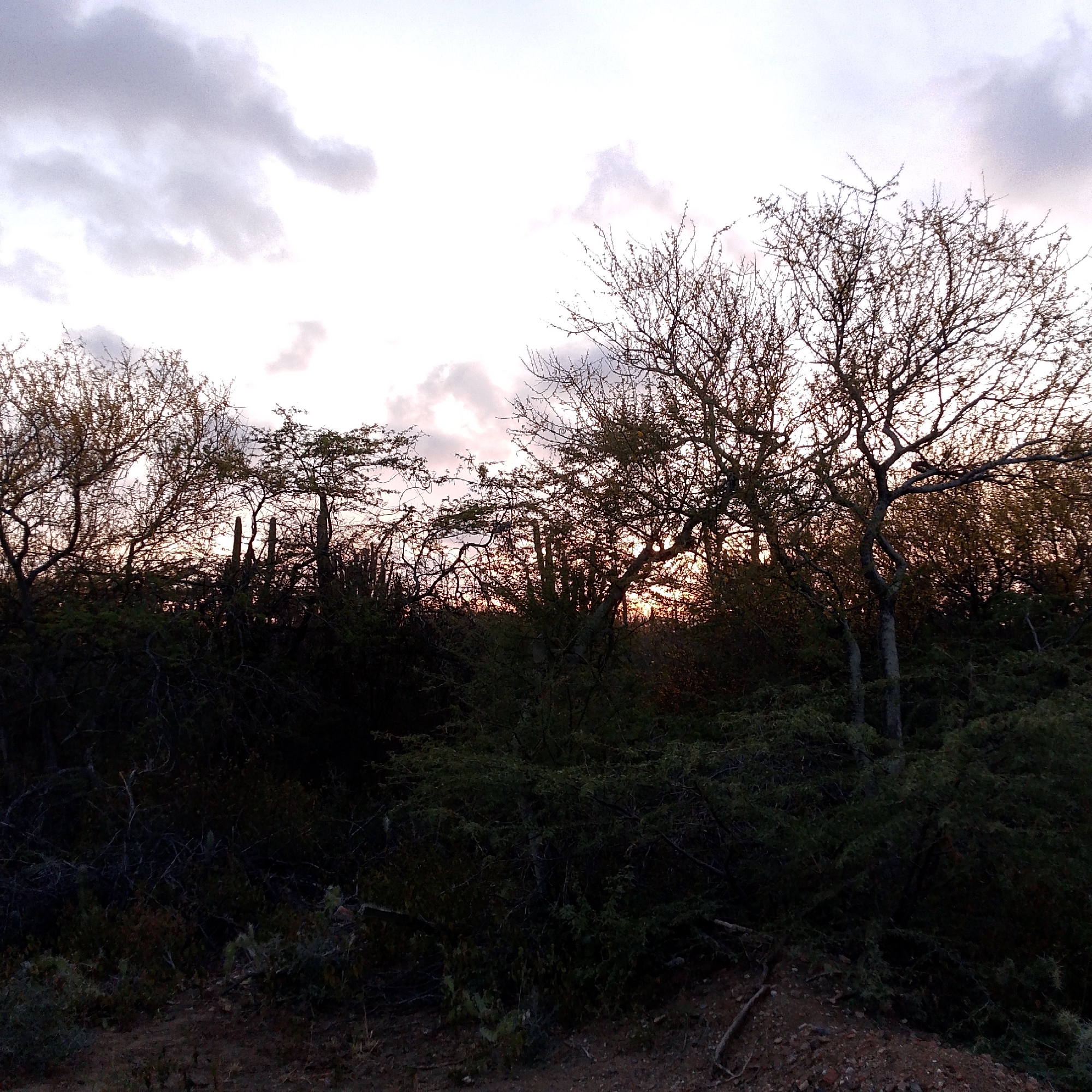 The image captures a landscape at dusk, likely in a rural or natural setting. A line of trees and shrubs, some with bare branches, are silhouetted against a pale sky with scattered clouds. The ground appears uneven and covered with vegetation and loose material. The lighting suggests a sunset or sunrise, with the light source obscured by the dense foliage. There are visible cacti in the middle ground. The location is Altagracia, Venezuela, but no specific identifiable markers in the image confirm this. There are no people or animals visible in the scene. The overall impression is one of a quiet, natural environment at twilight.