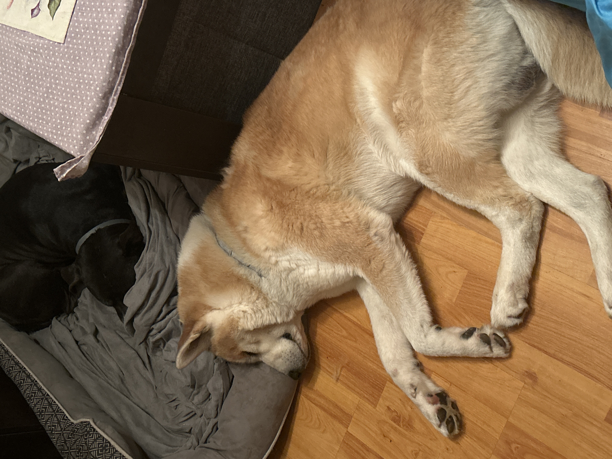 An indoor scene captured in Sofia, Bulgaria, features two dogs resting comfortably. The primary subject is a large, light brown and cream-colored dog, possibly an Akita or similar breed, sprawled on a light wooden floor. Its head is tucked into a gray dog bed, while its body and legs are stretched out on the floor. The dog appears to be sound asleep, conveying a sense of peace and relaxation.
Partially visible in the left portion of the image, nestled in the gray dog bed, is a second dog, dark gray or black in color, also seemingly asleep. The dog bed itself is a soft, textured gray, partially covered by rumpled gray fabric.
To the left and top of the image, there's a dark gray sofa or piece of furniture. A purple cushion with white polka dots rests on the sofa, with a small portion of a floral pattern visible on its top. The wooden floor where the larger dog lies has a warm, light brown tone with visible grain patterns. The lighting suggests an indoor setting, possibly illuminated by artificial light or indirect natural light, contributing to the calm atmosphere. There is no visible text in the image.