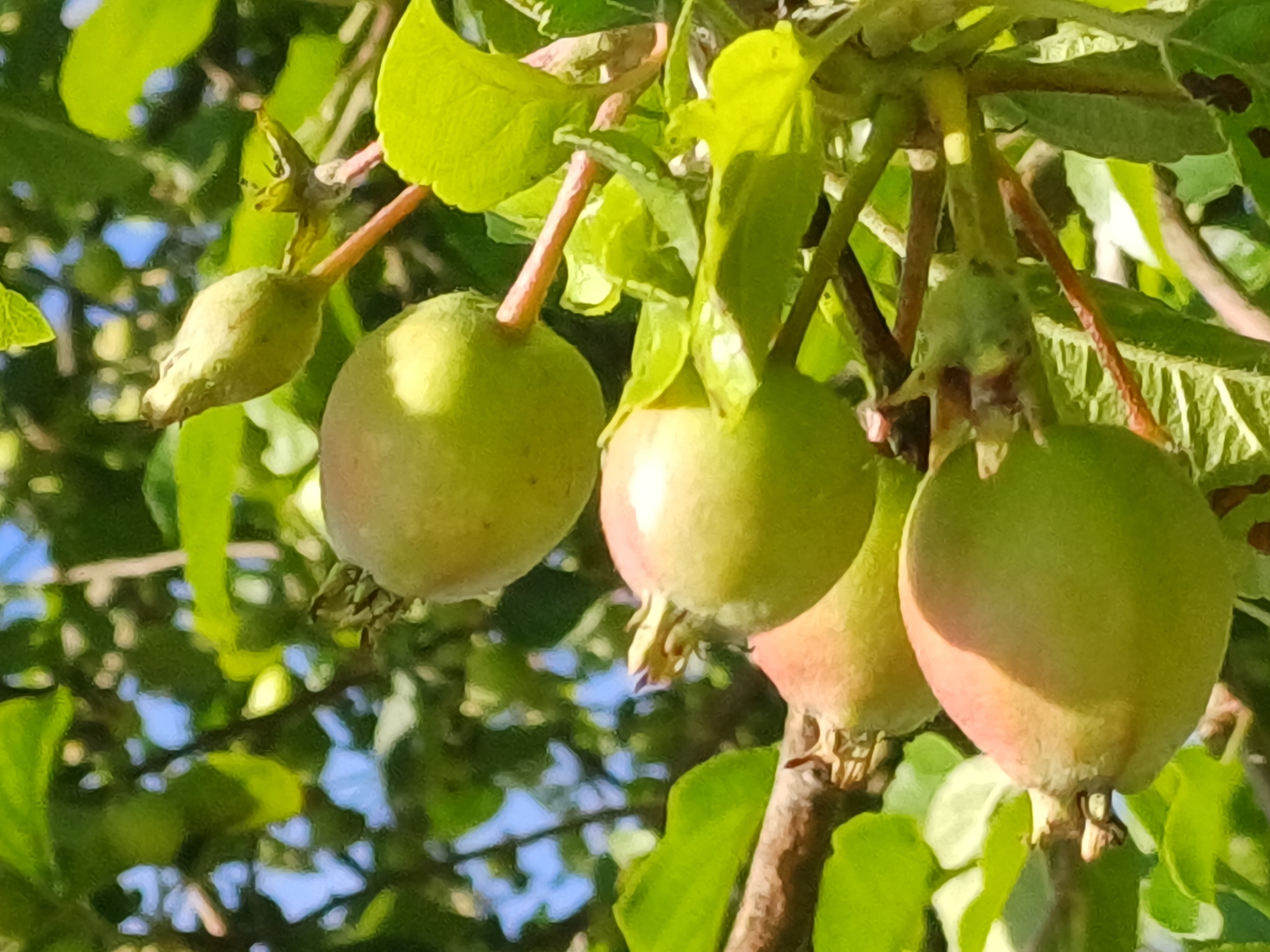 The image shows a close-up view of several unripe fruits hanging from a tree branch. The fruits are round and light green, with some hints of pink or red blush on their surfaces. They are attached to the branch by short stems. Lush green leaves surround the fruits, and a bright blue sky is visible through the foliage in the background. The scene appears to be outdoors in natural lighting. This image does not contain any elements that would allow for identification of its location within the city of Riga, Latvia.
