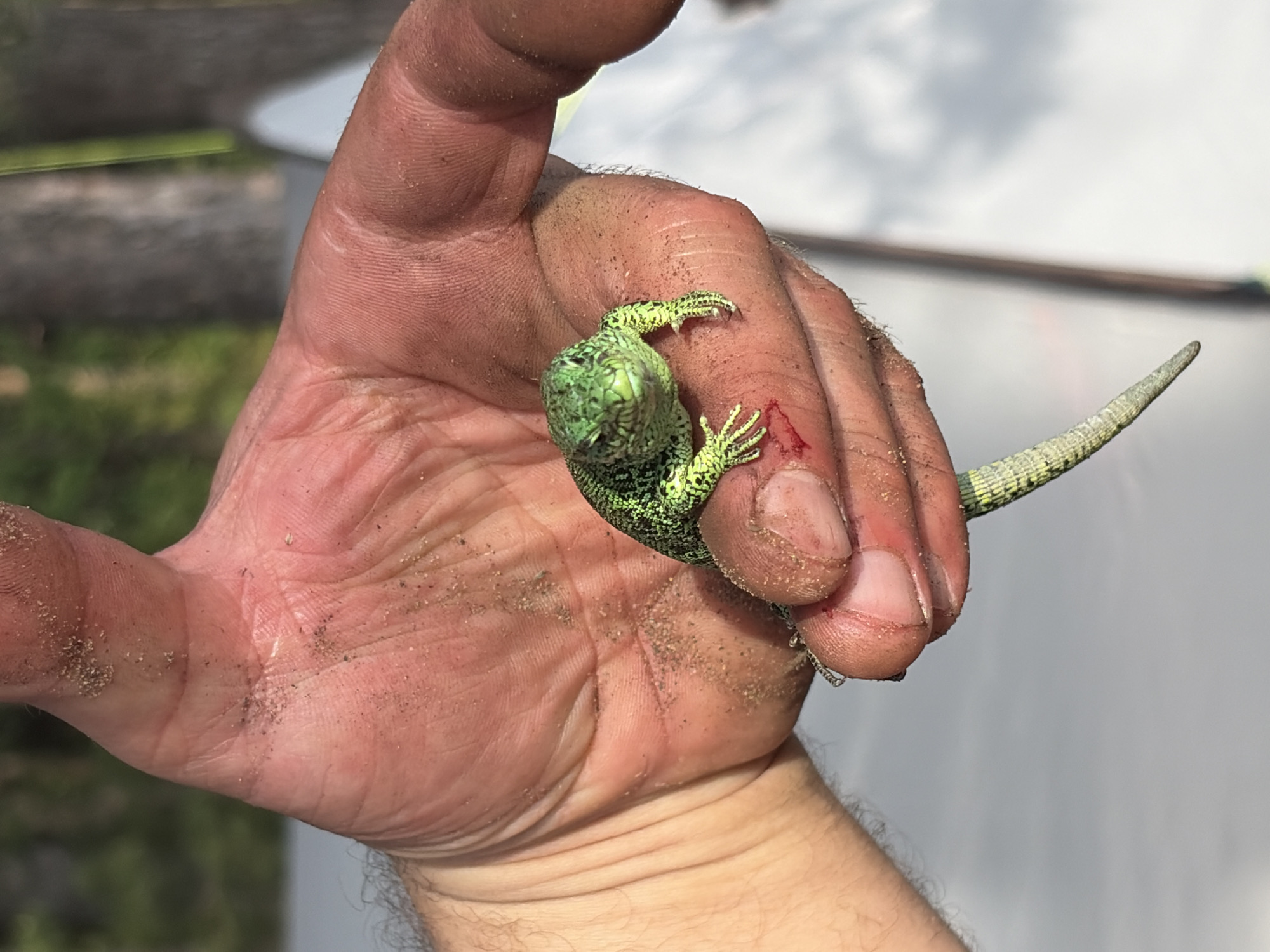 A human hand, presumably male, is holding a green lizard. The lizard has bitten the person's thumb, causing a small amount of blood to be visible. The hand and lizard are covered in dirt or debris. The background is blurred but appears to be outdoors. There is no information in the image that indicates this image was taken in the city of Забегаево, Russia.