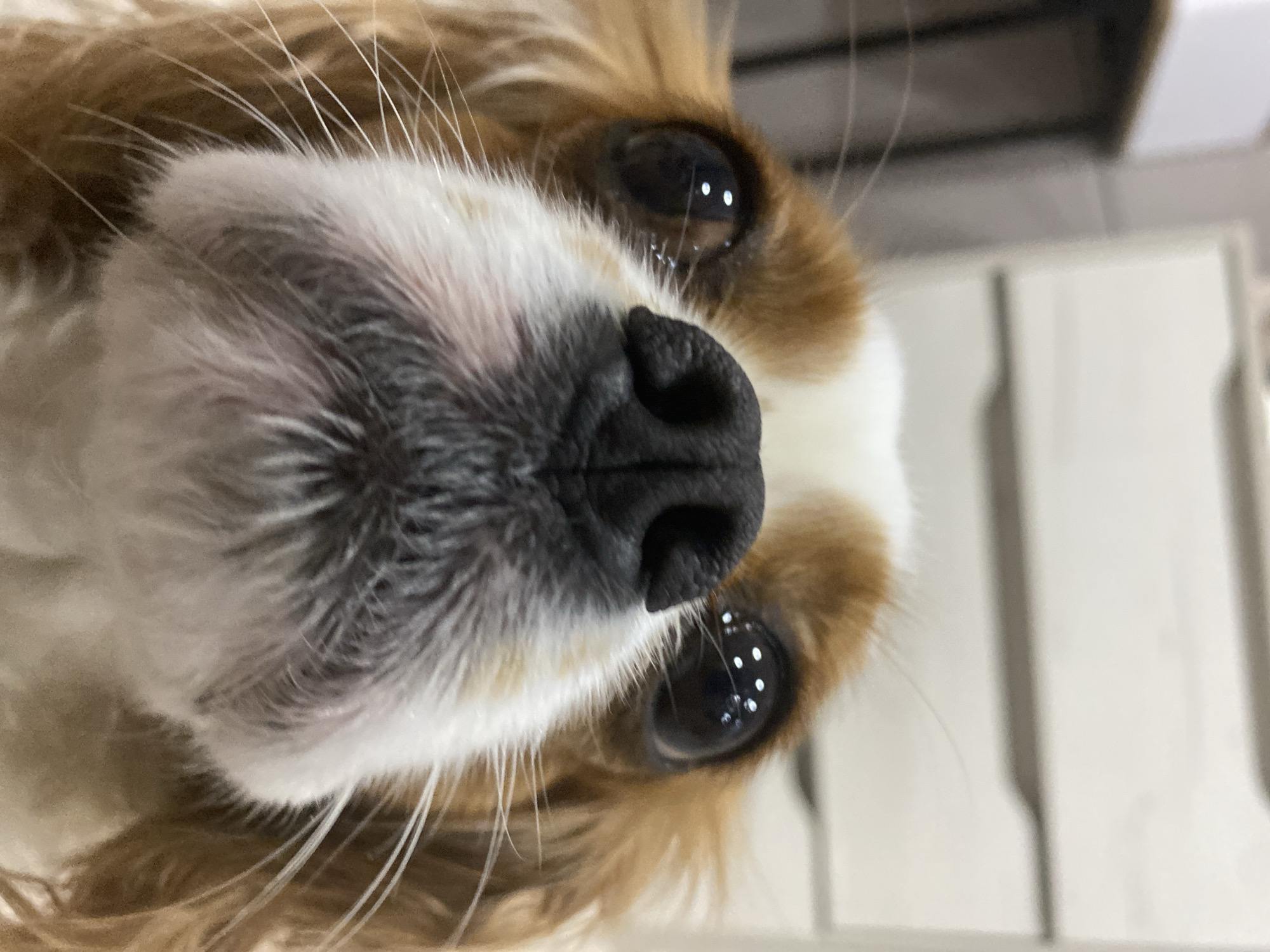 A close-up, low-angle shot shows the face of a Cavalier King Charles Spaniel. The dog's black nose is in sharp focus in the center of the frame, with its nostrils clearly visible. To either side of the nose are the dog's large, dark eyes, reflecting multiple points of light. The dog's fur is a mix of brown and white, with long white whiskers extending outwards from its muzzle. The background is blurred, showing what appears to be furniture with horizontal drawers. The image is an indoor shot, likely taken in a home environment.