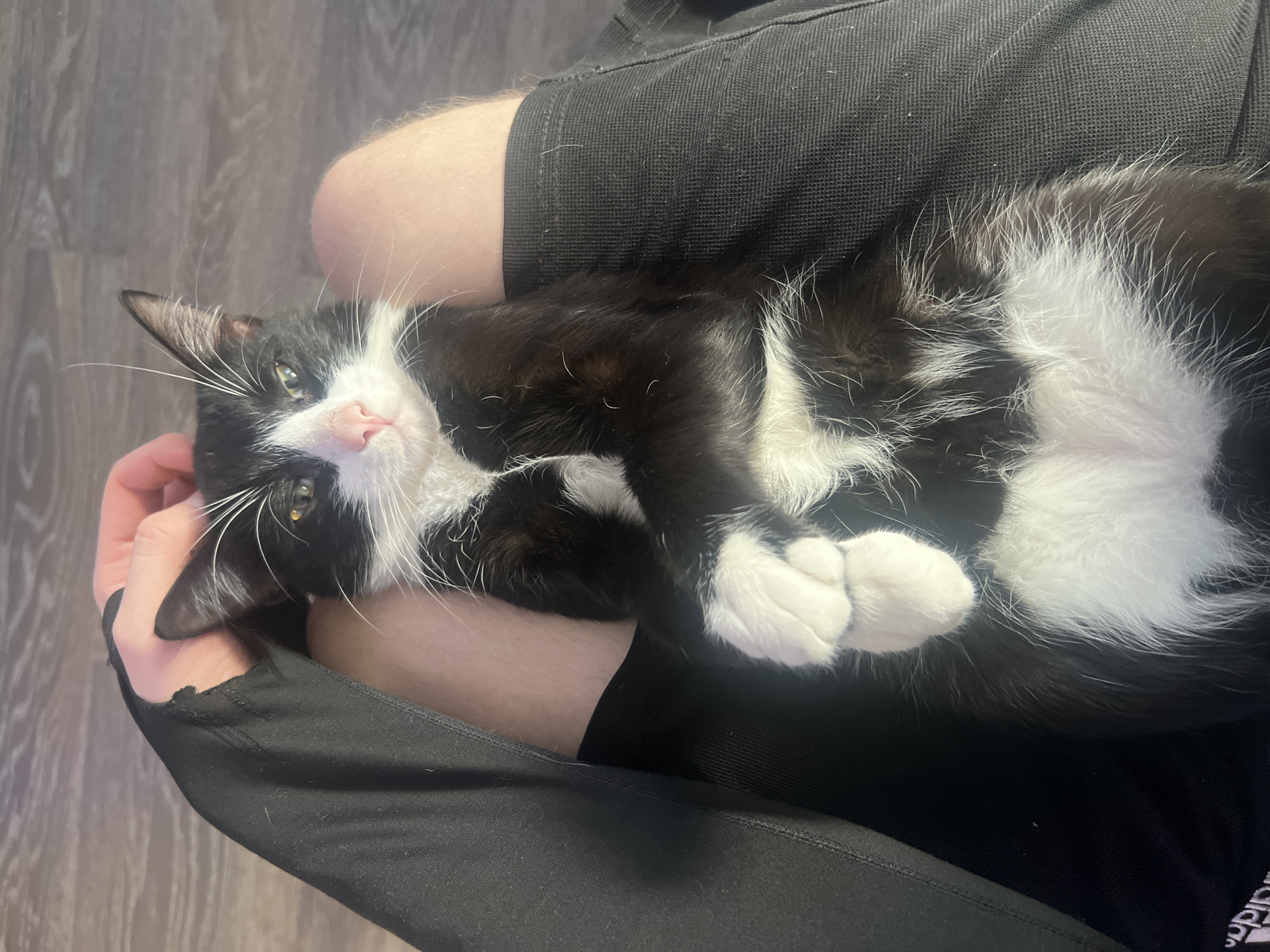 A black and white tuxedo cat is comfortably resting on a person's lap, looking directly at the viewer. The cat is predominantly black with striking white markings on its chest, belly, and paws, as well as on its face around the muzzle and between its eyes. It has a pink nose and light greenish-yellow eyes that appear calm and attentive. Long, prominent white whiskers extend from its face. The cat is lying on its back or side, with its white-gloved paws curled, indicating a relaxed posture.
The person's legs and hands are visible, providing support for the cat. They are wearing black clothing, possibly athletic shorts or pants, with a textured fabric. One hand is gently cradling the cat's head. A small tear or distressed area is visible on the black fabric near the person's thumb on the left side of the image. The person's skin is light-toned.
The background shows a wooden floor with greyish-brown planks in the upper left corner, suggesting an indoor setting, likely a home. The lighting is soft and ambient. Partially visible in the lower right corner, in white text on black fabric, is the word "adidas." The overall scene depicts a peaceful and affectionate interaction between the cat and its owner. The image is described as being from Saint Petersburg, Russia.