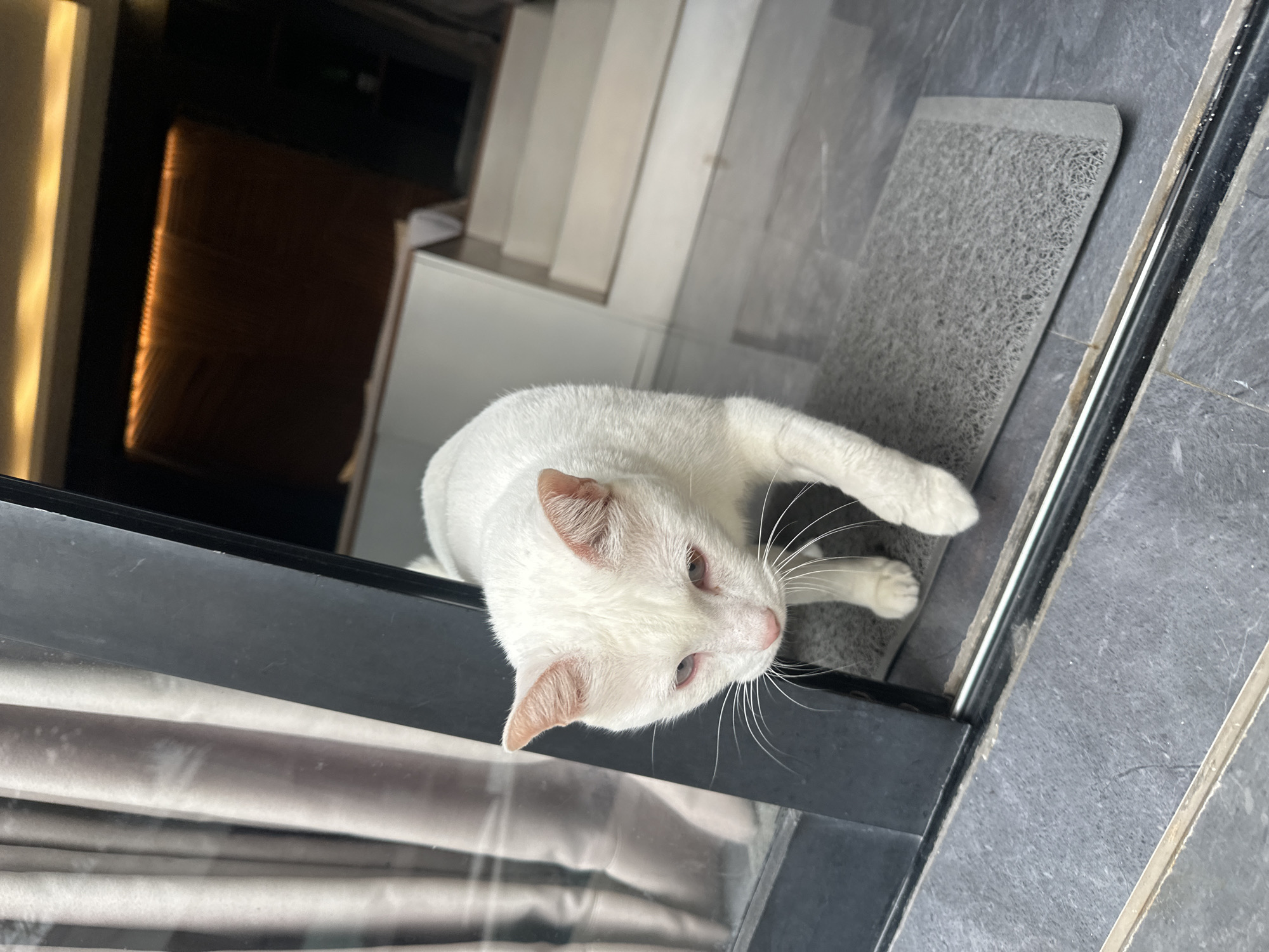 A white cat with pink ears and light blue eyes is the primary subject of this overhead shot. The cat is positioned on a dark grey tiled floor next to a black metal frame, possibly part of a doorway or window. To the cat's left, behind the frame, is a glimpse of indoor space with sheer curtains and what appears to be wooden furniture or cabinetry bathed in warm light. To the cat's right, a grey mat with a textured surface is visible. The background suggests an indoor setting, with white structures and wooden elements. The lighting indicates it may be daytime, possibly late afternoon due to the warm tones in the interior. The cat appears relaxed and is looking slightly to its right, with its whiskers fanned out. There are no visible people or text in the image. The overall scene is domestic and casual, capturing a pet in its environment.