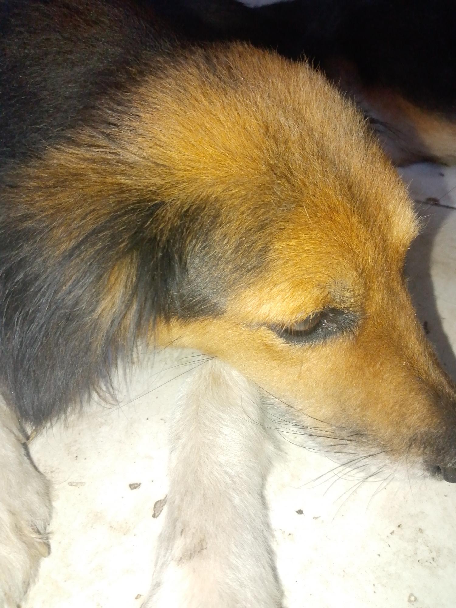 A close-up shows a medium-sized dog lying on a light-colored surface, possibly indoors. The dog has short, dense fur that transitions from black on its head and back to golden brown around its face, ears, and shoulders. Its chest and paws are covered in white fur. The dog's eyes are partially closed, giving it a sleepy appearance. The location is not evident from the image.