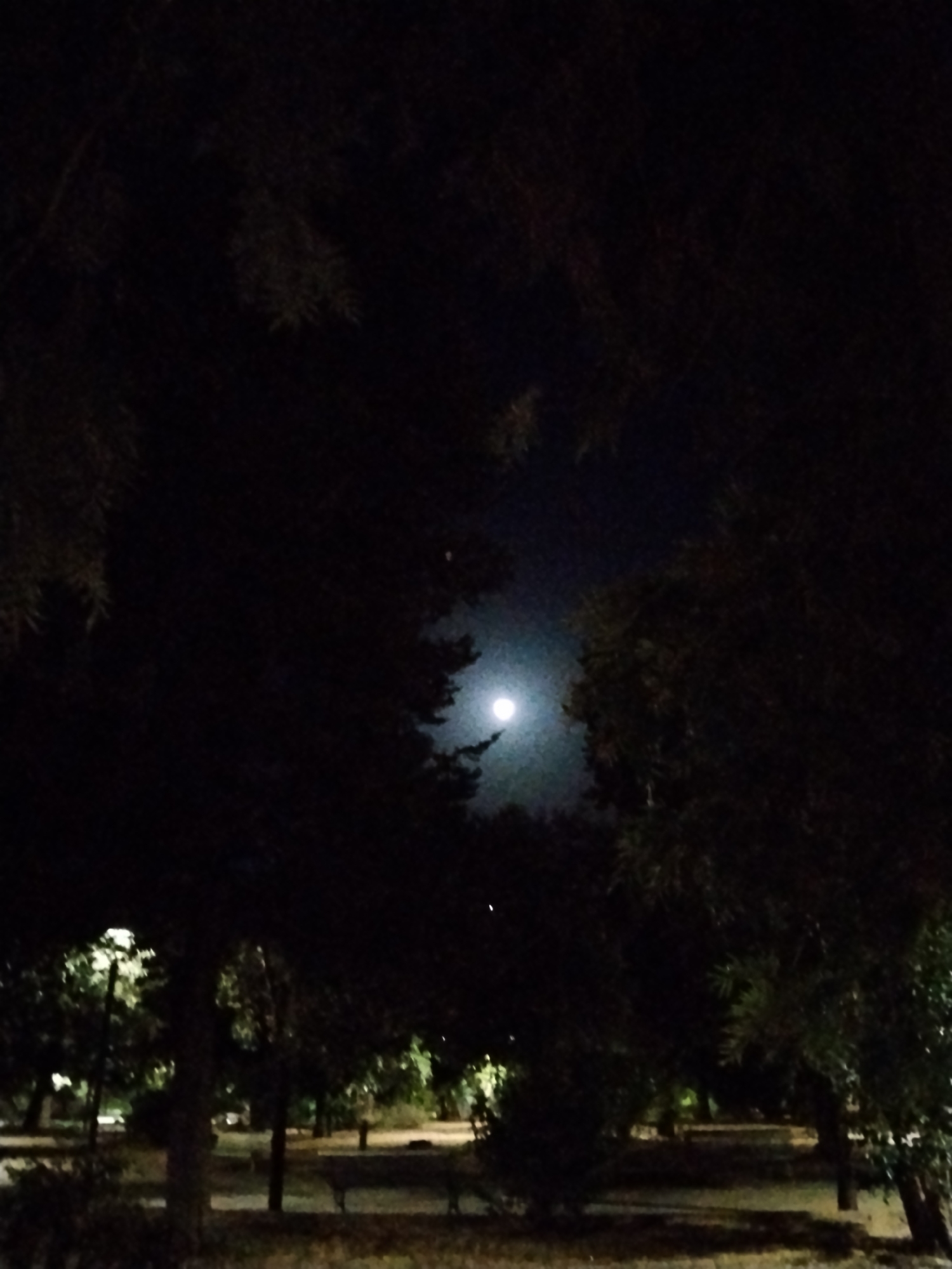 The image depicts a nighttime scene with a full moon visible through the branches of dark trees. The moon is a bright, luminous orb against a dark sky. The foreground and midground are dominated by dense foliage, obscuring much of the lower portion of the scene. In the background, faint artificial lights suggest an urban or park environment. The overall impression is one of a serene, dimly lit outdoor space. Given the location of Bitonto, Italy, this could be a park or a wooded area within the city, such as the Parco Comunale di Bitonto, under the moonlight. No people or specific actions are discernible in the image.