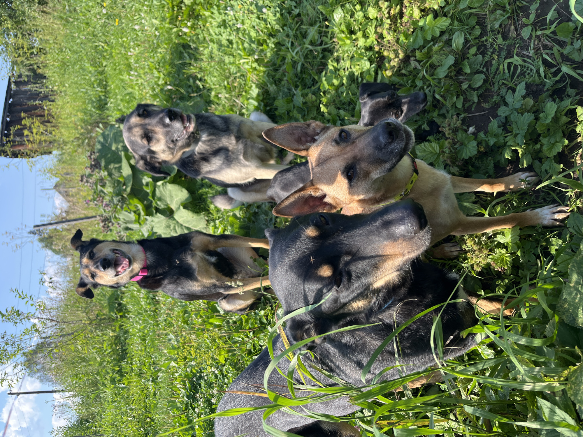 Six dogs of various breeds and sizes are positioned in a grassy, sunlit outdoor area. In the foreground, a large black and tan dog faces left, with its head angled towards the viewer. To its right, a medium-sized tan dog with pointed ears looks directly at the camera. Behind these two, partially obscured, are two smaller black dogs, one appearing to be a puppy. In the middle ground, two more medium-sized dogs are visible: one black and tan dog facing forward with a pink collar and an open mouth, and a grey and tan dog looking to the right. The environment consists of lush green grass, various types of plants, and some wildflowers. In the background, a weathered wooden structure and some trees are present under a bright blue sky with scattered clouds. This scene appears to be a rural or semi-rural setting, possibly a yard or field, which could be located in the city of Nizhny Tagil, Russia, given the context provided.