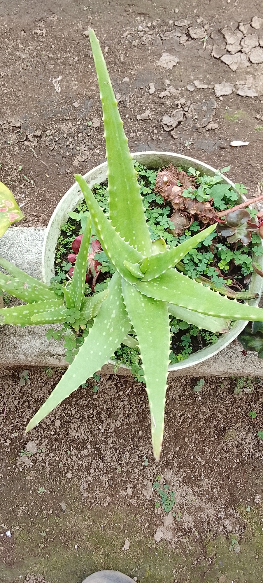 An overhead, eye-level shot shows a potted Aloe Vera plant in what appears to be a garden or yard in Padang Dalom, Indonesia. The plant is lush and green with pointed, serrated leaves. Small, clover-like green plants are growing around its base, and a few dry, brown roots are visible on the surface of the soil. The pot is white and sits on a textured, greyish-brown surface, likely a path or walkway. Beyond the pot, the ground is made up of loose, dark brown soil mixed with small pebbles and some sparse green vegetation. The overall impression is one of a well-maintained, but natural, outdoor setting.