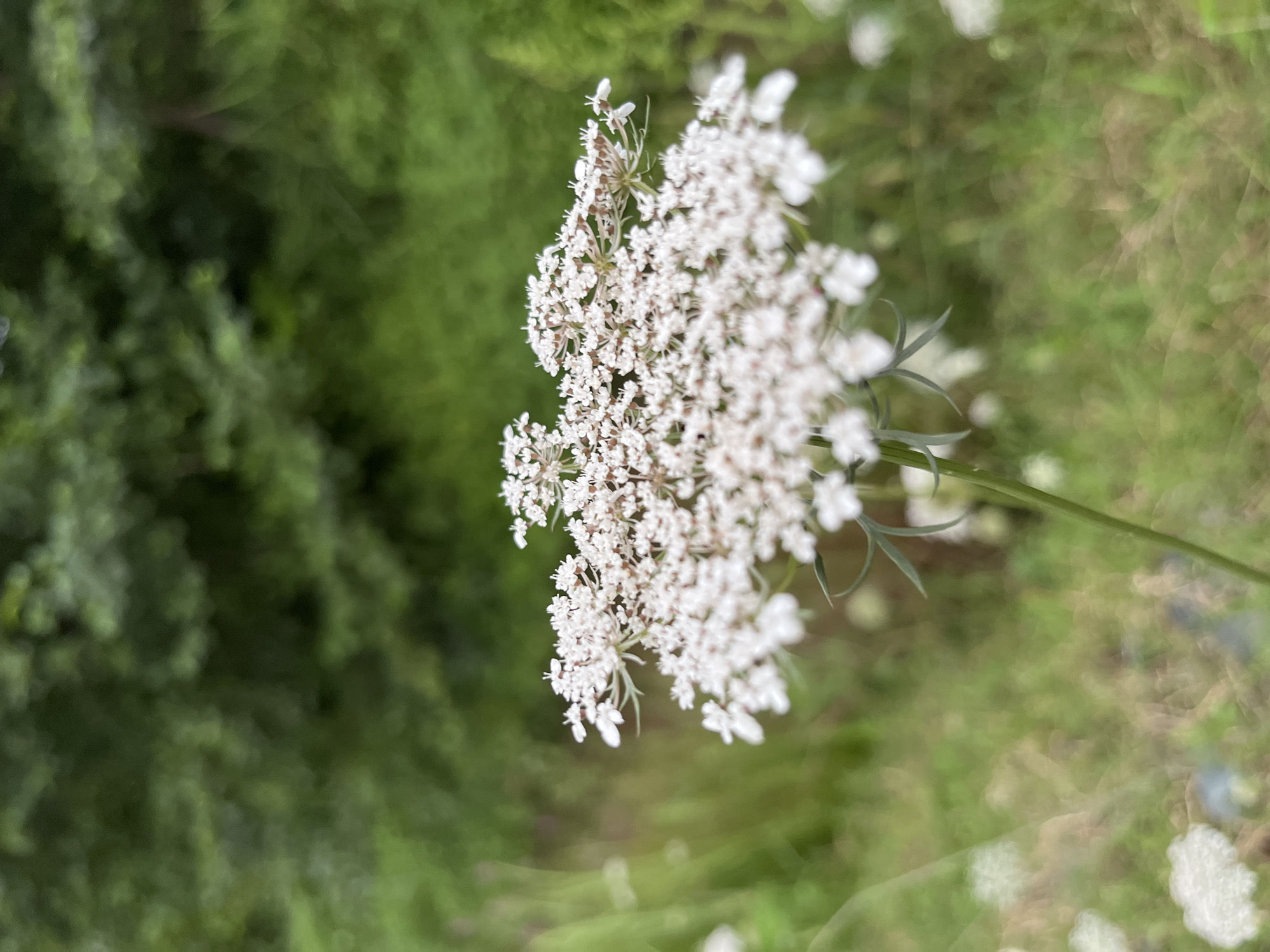 A close-up, low-angle shot focuses on a cluster of small white flowers, likely Queen Anne's Lace, set against a blurred background of green foliage. The flowers are delicate and intricately formed, with many tiny blossoms creating a lacy effect. The lighting suggests an overcast day or dappled shade, casting a soft glow on the scene. The environment appears to be a natural or semi-natural setting, possibly a roadside or meadow, with grass and trees visible in the background. The image is sharp on the central flower cluster, with the surrounding elements fading into a soft bokeh. There are no people or man-made objects clearly identifiable in the image. Based on the context of Ureki, Georgia, this scene could depict a common wildflower found in the natural landscapes surrounding the resort town.