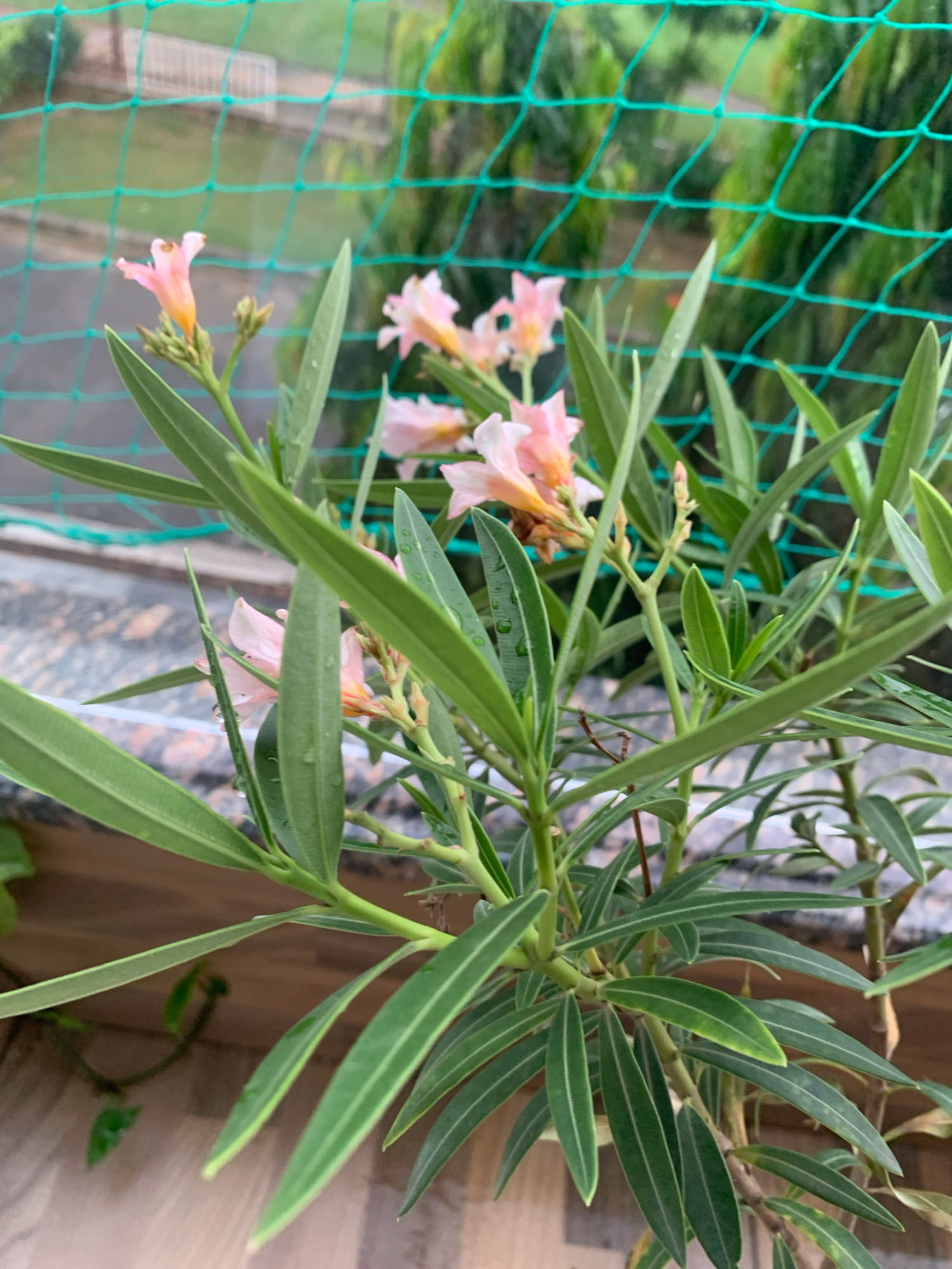 An outdoor, eye-level, close-up shot captures a flowering plant with delicate pink and orange blossoms and long, slender green leaves. Some leaves and petals bear water droplets, suggesting recent rain or watering. The plant is positioned in front of a green mesh netting, which partially obscures a background of greenery and structures that appear to be outdoors in an urban setting, potentially a balcony or garden in Dharuhera, India. The plant's foliage is dense, with some leaves overlapping others and obscuring parts of the flowers and stems. The focus is sharp on the plant, with the background blurred. The lighting is natural, indicating it was taken during daylight hours.