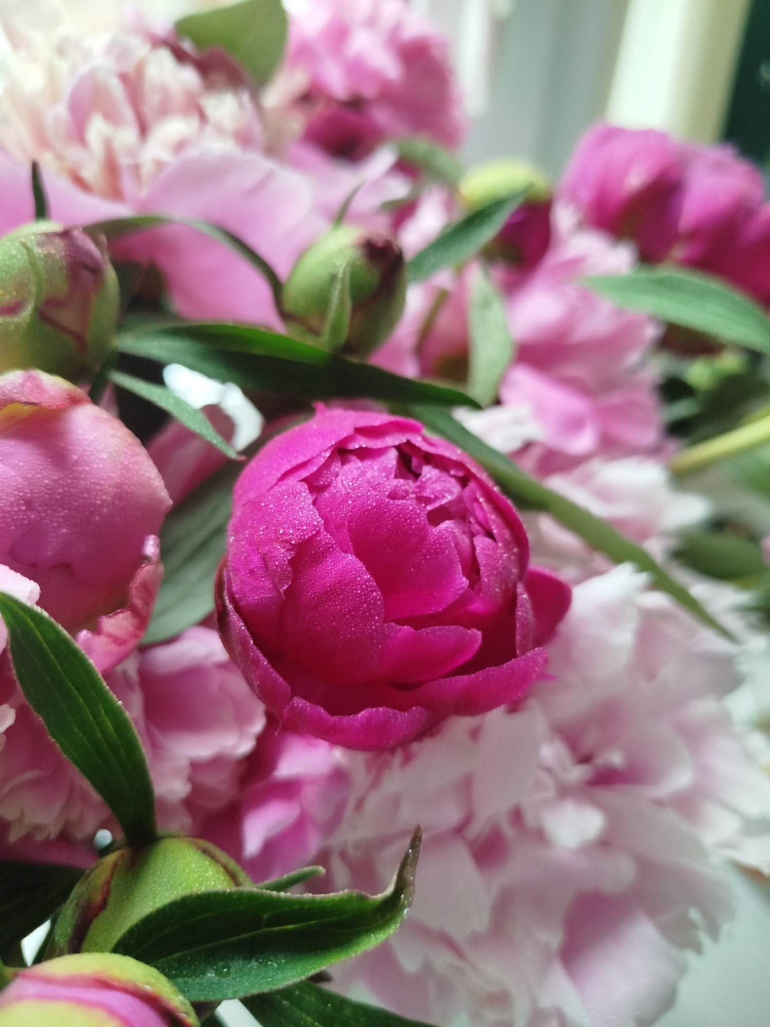 A close-up, shallow depth of field shot focuses on several pink peonies. One vibrant fuchsia peony bud is in the foreground, with dewdrops visible on its petals. To its left, another slightly opened pink peony bud is also visible, covered in dewdrops. In the background, lighter pink and white peonies are blurred, creating a soft, dreamy effect. Green leaves and buds are interspersed throughout the floral arrangement. The lighting is soft and natural, suggesting it was taken indoors during the daytime. The image is a detailed, forensic capture of the texture and moisture on the peony petals and buds, emphasizing their delicate beauty.