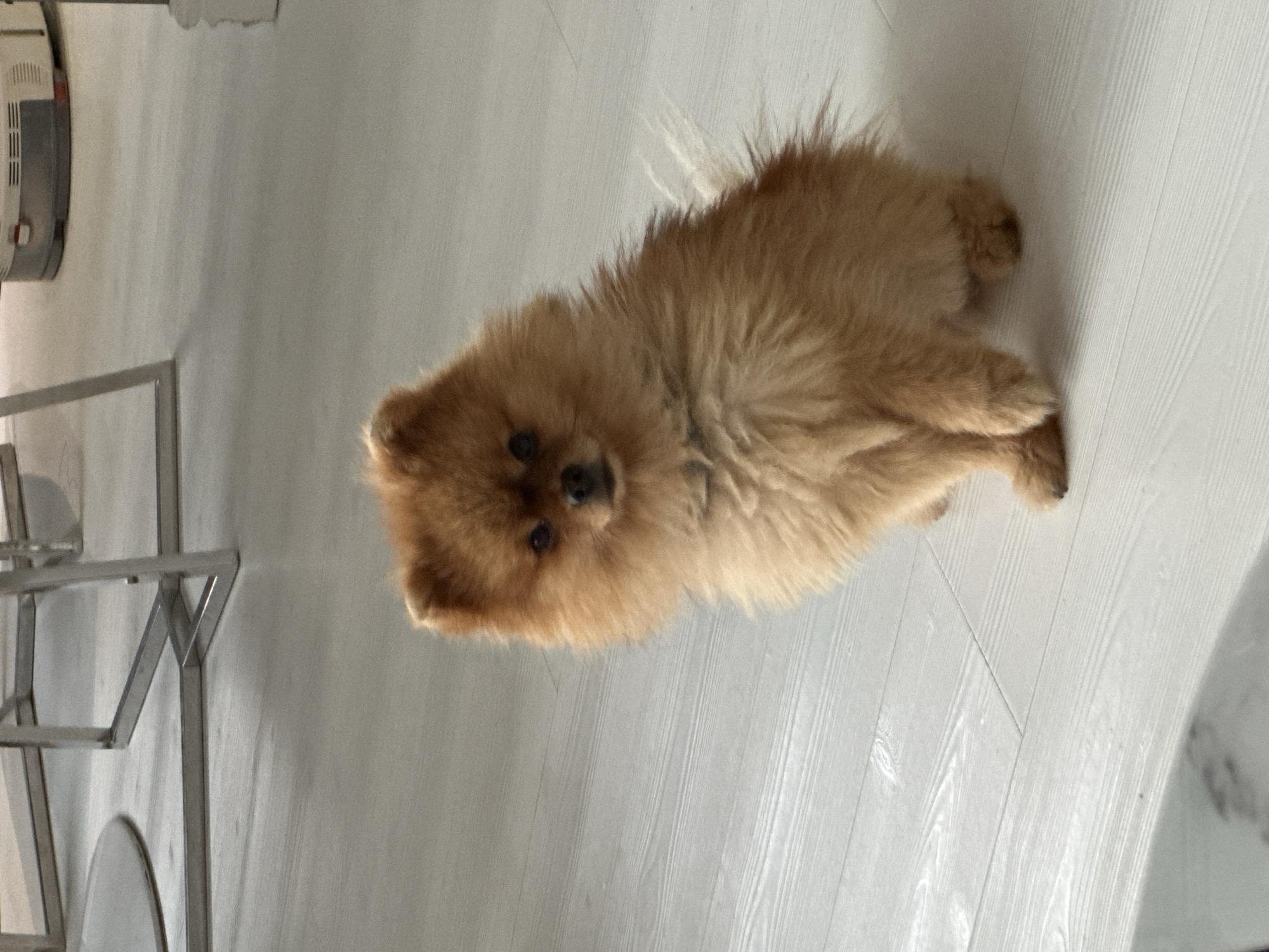 A fluffy, orange Pomeranian dog is sitting on a light-colored, wooden floor. The dog is facing the camera with its head slightly tilted. In the background, parts of furniture with metal legs are visible, as well as a cylindrical object with a grey top. The setting appears to be indoors, in an urban environment, potentially in the city of Asenovgrad, Bulgaria. The lighting suggests it is daytime.