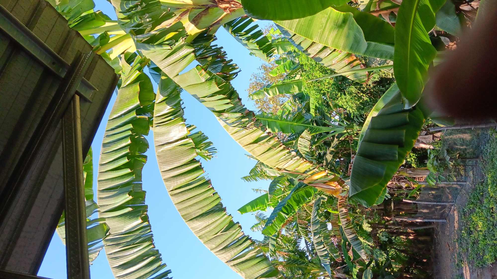 The image captures a vibrant outdoor scene filled with lush banana trees, their large, green leaves dominating the frame. The clear blue sky serves as a backdrop, suggesting a bright, sunny day. The banana plants appear to be in a yard or garden, with a fence visible in the background, indicating a residential or cultivated area. A dark, possibly metal, structure, resembling a roof or awning, is visible at the top of the image, casting a shadow over some of the leaves. The scene is consistent with a tropical or subtropical environment, typical of locations like Sonobekel, Indonesia. The focus is on the natural elements, highlighting the dense foliage of the banana plants and the bright sky. There are no people or specific actions depicted in the image.