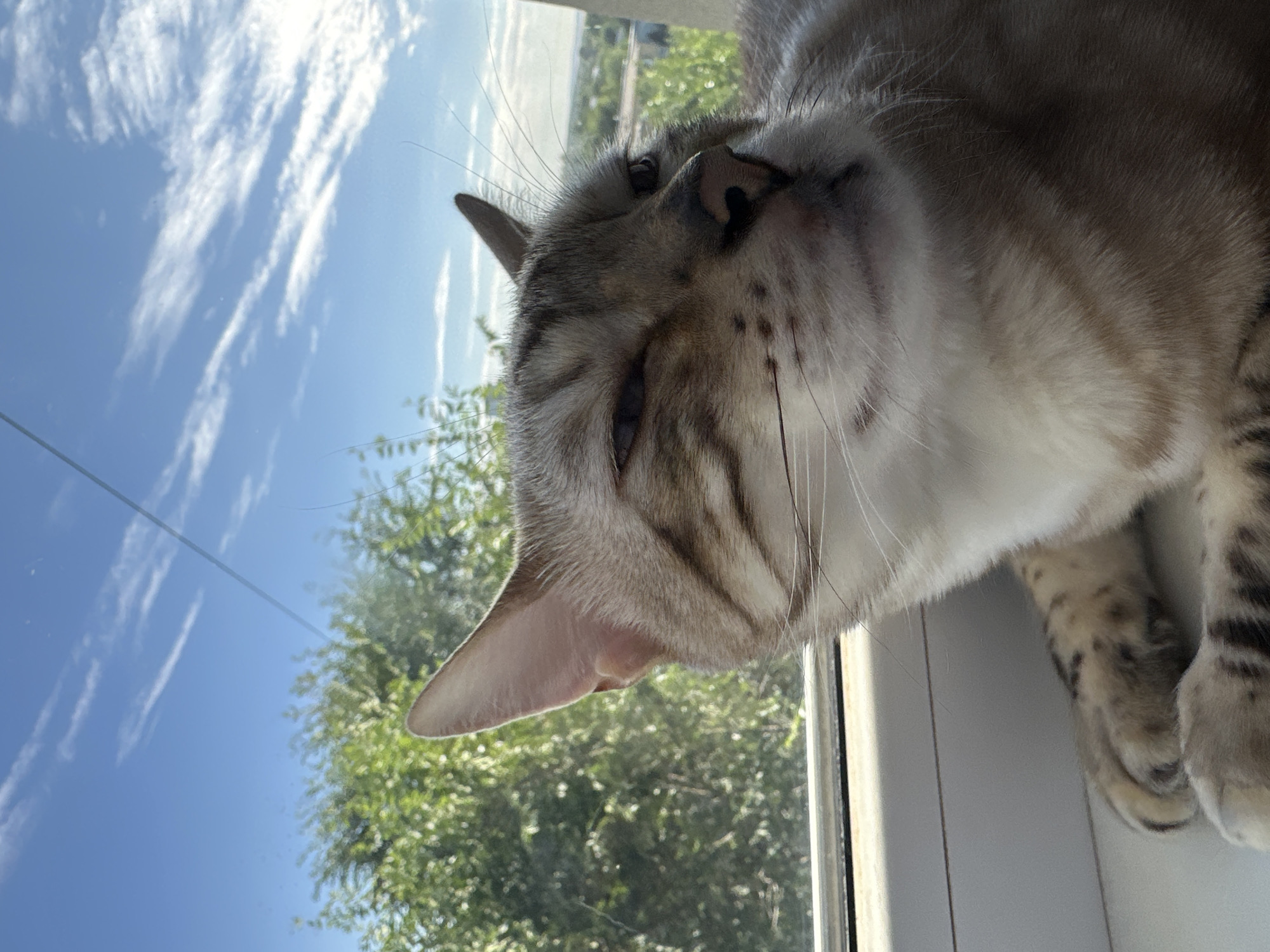 A close-up, low-angle shot shows a light-colored cat with dark tabby markings resting on a windowsill. The cat's face is partially obscured as it looks to the right with its eyes squinted. Its ears are pointed forward, and its whiskers are visible. Behind the cat, through a window, is a blurry view of green trees and a blue sky with scattered white clouds. The windowsill is a light color, and the scene appears to be outdoors in a residential area, potentially in the city of Energetik, Russia, given the context. The lighting suggests it is daytime, likely sunny.