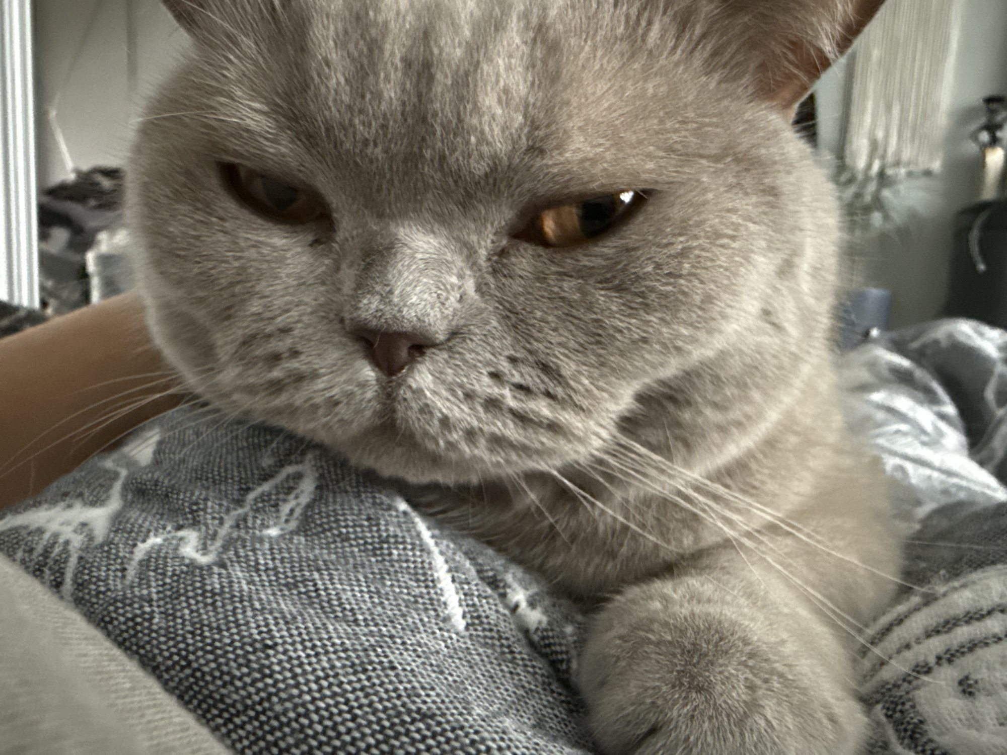 The image shows a close-up of a fluffy, light gray cat with amber eyes. The cat is looking directly at the camera with a neutral expression. Its fur is thick and soft, and its ears are slightly pointed. The cat is lying on a patterned gray blanket, which appears to be made of a woven material. The background is out of focus, but it seems to be an indoor setting with some soft lighting. There is no indication of the location in the city of Sovetskiy, Russia.