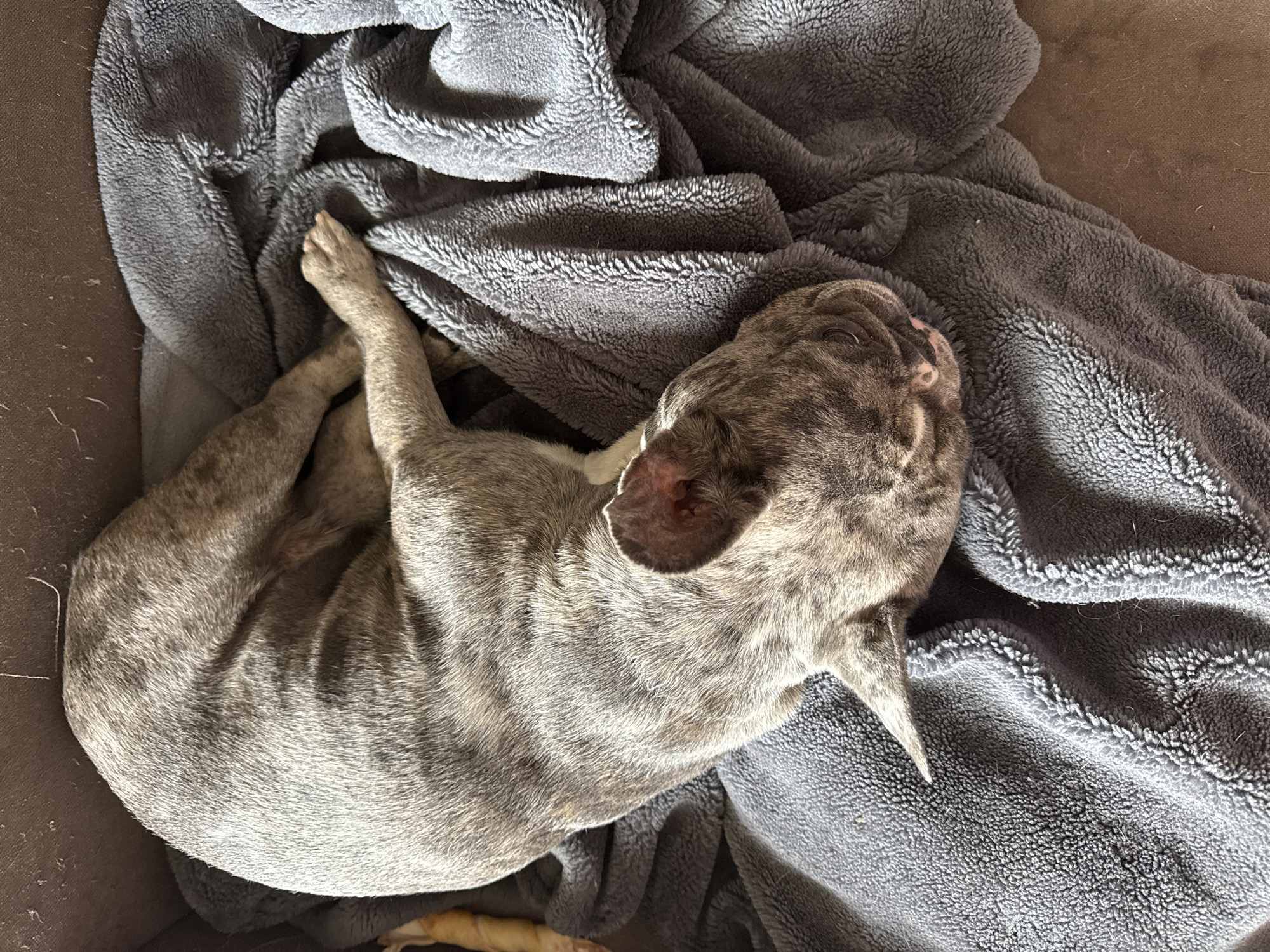 A brindle French Bulldog is curled up asleep on a gray, plush blanket. The blanket is draped in a haphazard manner, with folds and creases visible. The dog is positioned on the blanket inside a brown bed or container. The location is not discernible from the image. Berezyna, Ukraine is not visually represented.