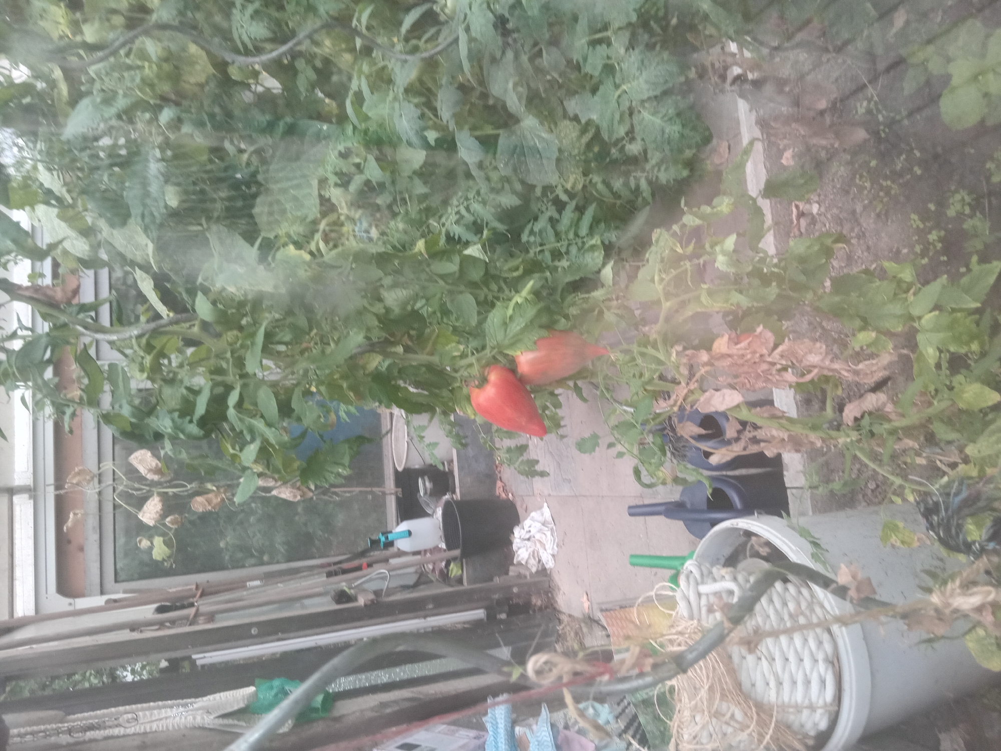 The image depicts a greenhouse with various gardening items and plants. In the foreground, a large white bucket is filled with a coiled rope. To its right are two watering cans, one dark blue and the other a lighter shade of green. Behind these, a black bucket and a white plastic spray bottle are visible. Further back, a stepladder leans against a structure. The main focus is on a tomato plant with two red, heart-shaped tomatoes. The greenhouse appears to be an outdoor setting, possibly in a yard or garden in Weißenthurm, Germany. The scene is overall cluttered with gardening tools and overgrown plants.